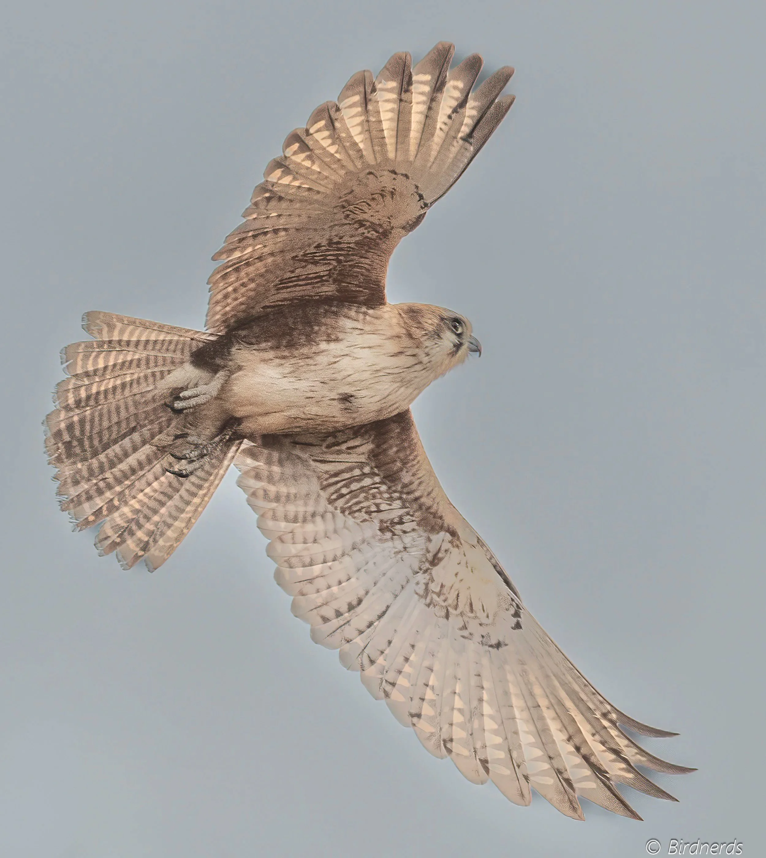 Brown Falcon, Johnstone, Qld