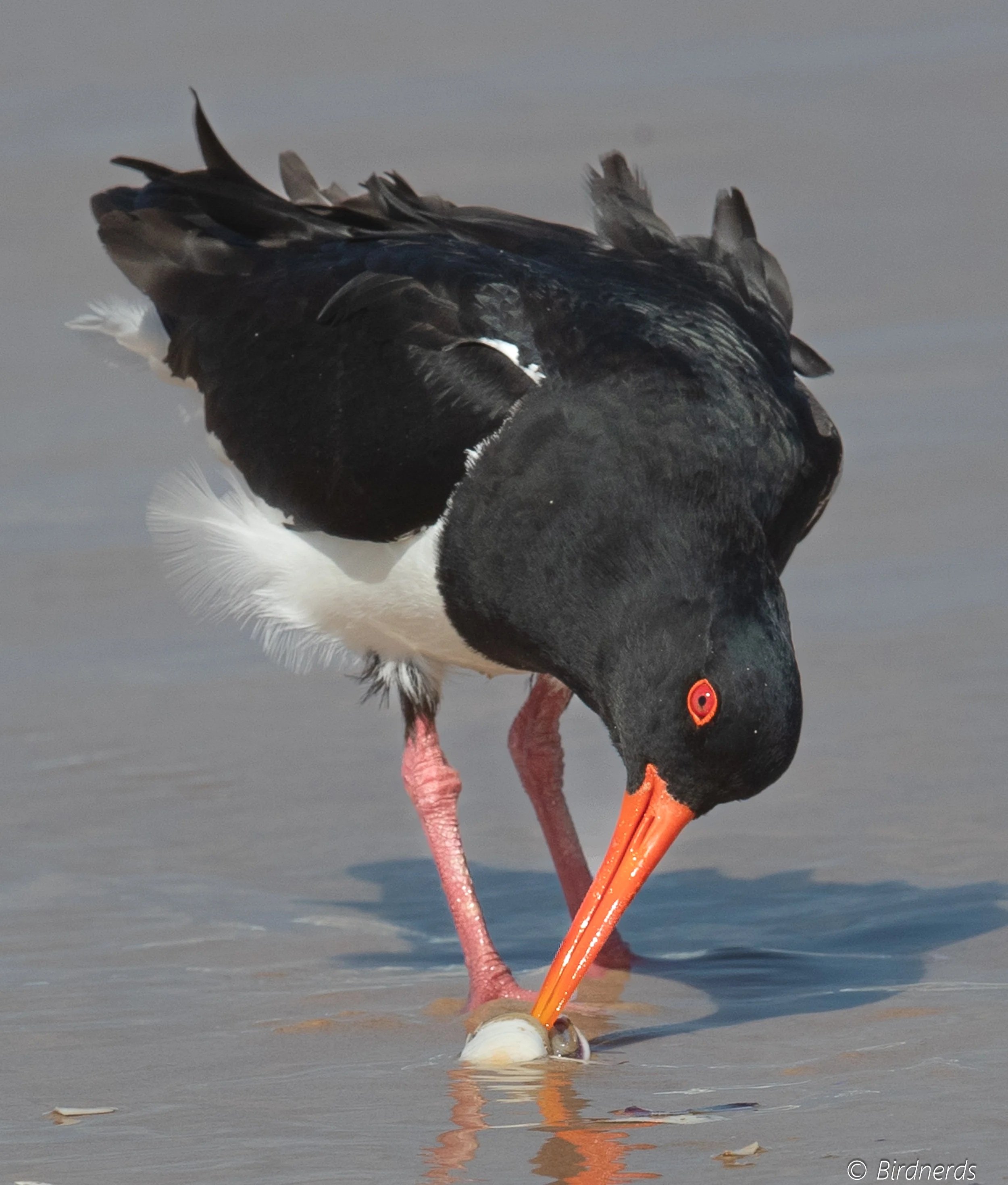 Pied Oystercatcher, Fraser Isl. Qld