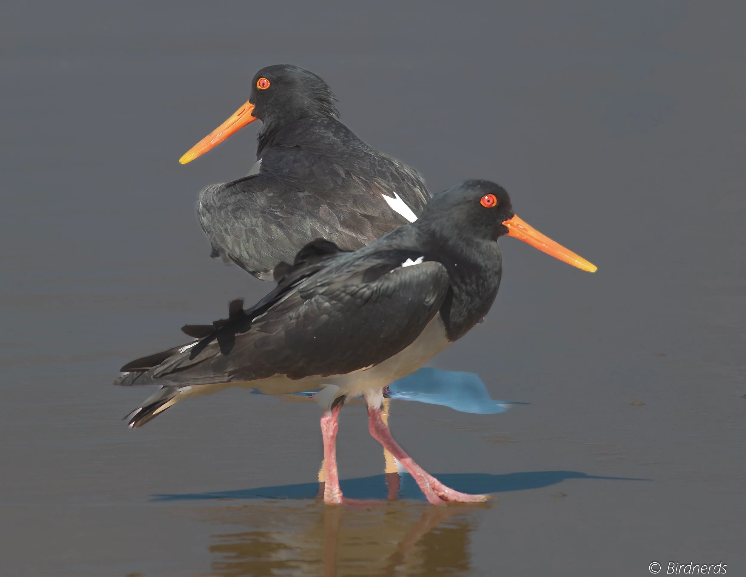 Pied Oystercatcher pair, Fraser Isl. Qld