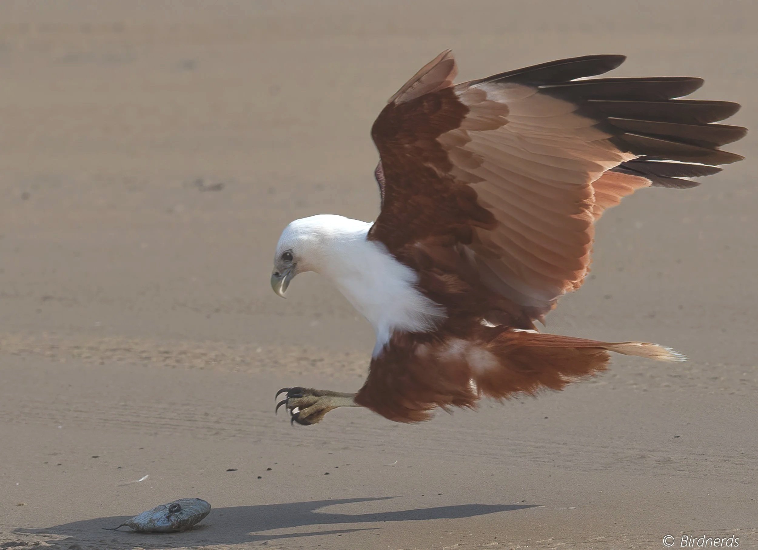 Brahmidy Kite, K'Gari, Qld