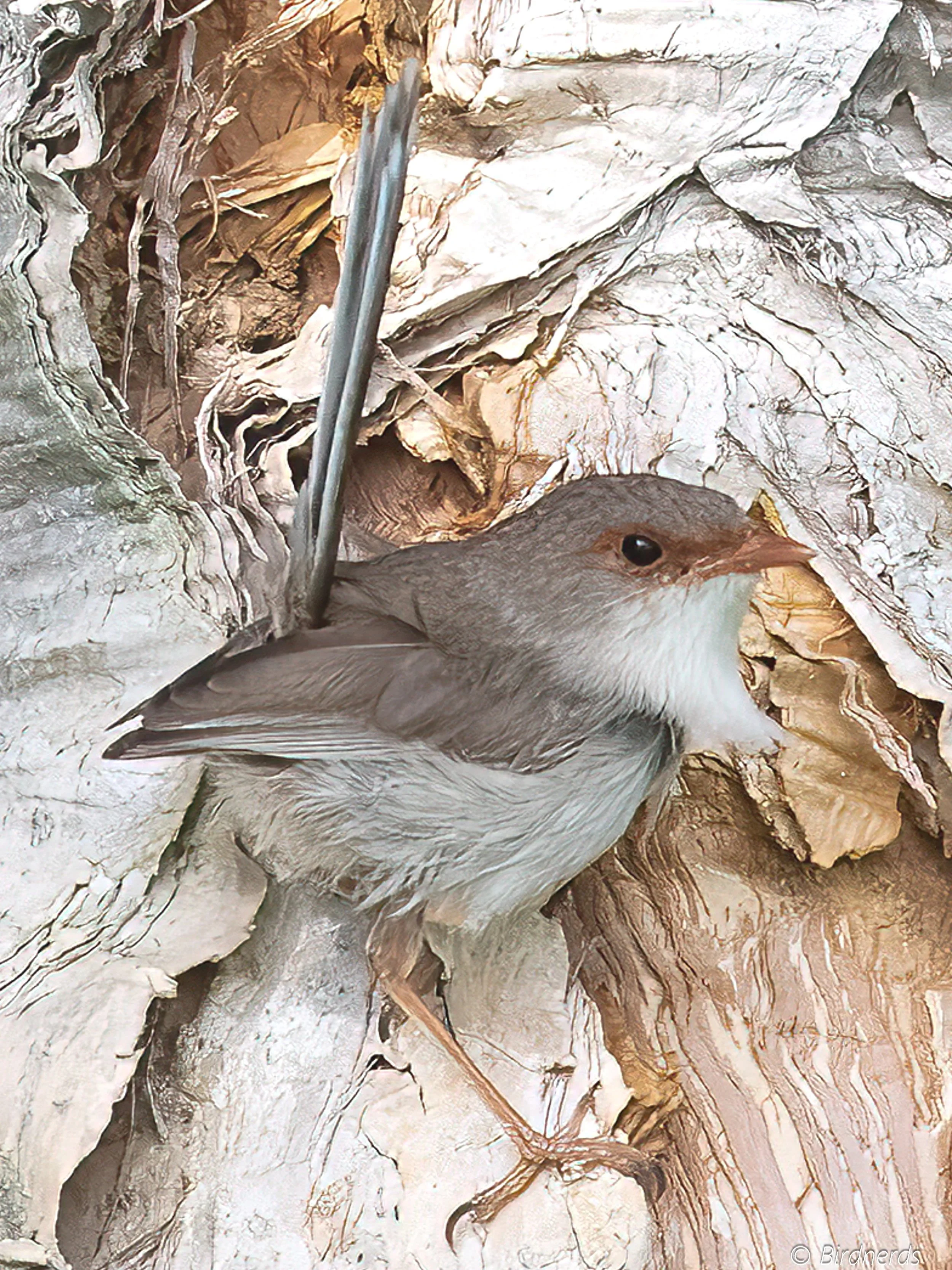 Superb Fair-Wren, Tygum Lagoon, Qld