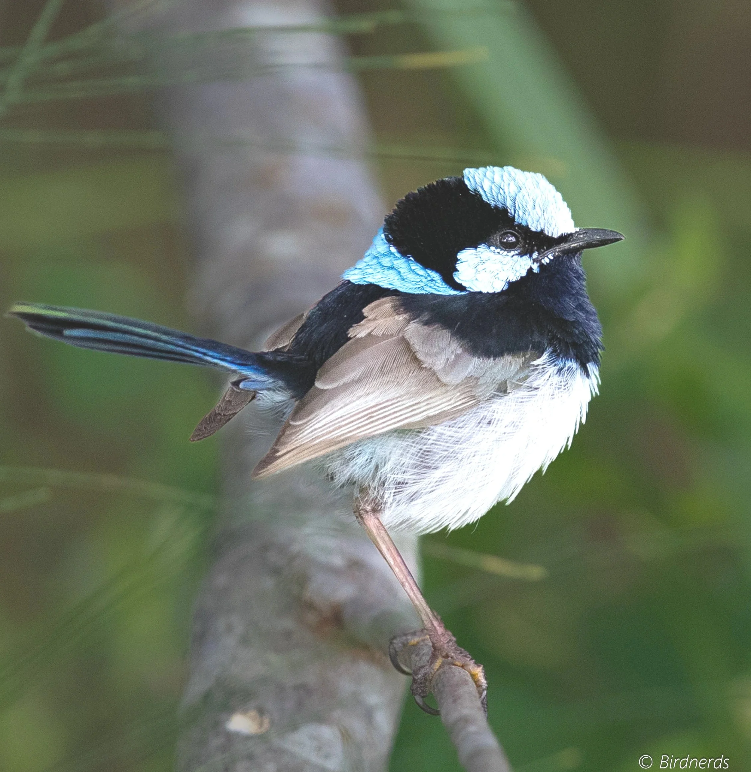 Superb Fairy-Wren, Tygum Lagoon, Qld