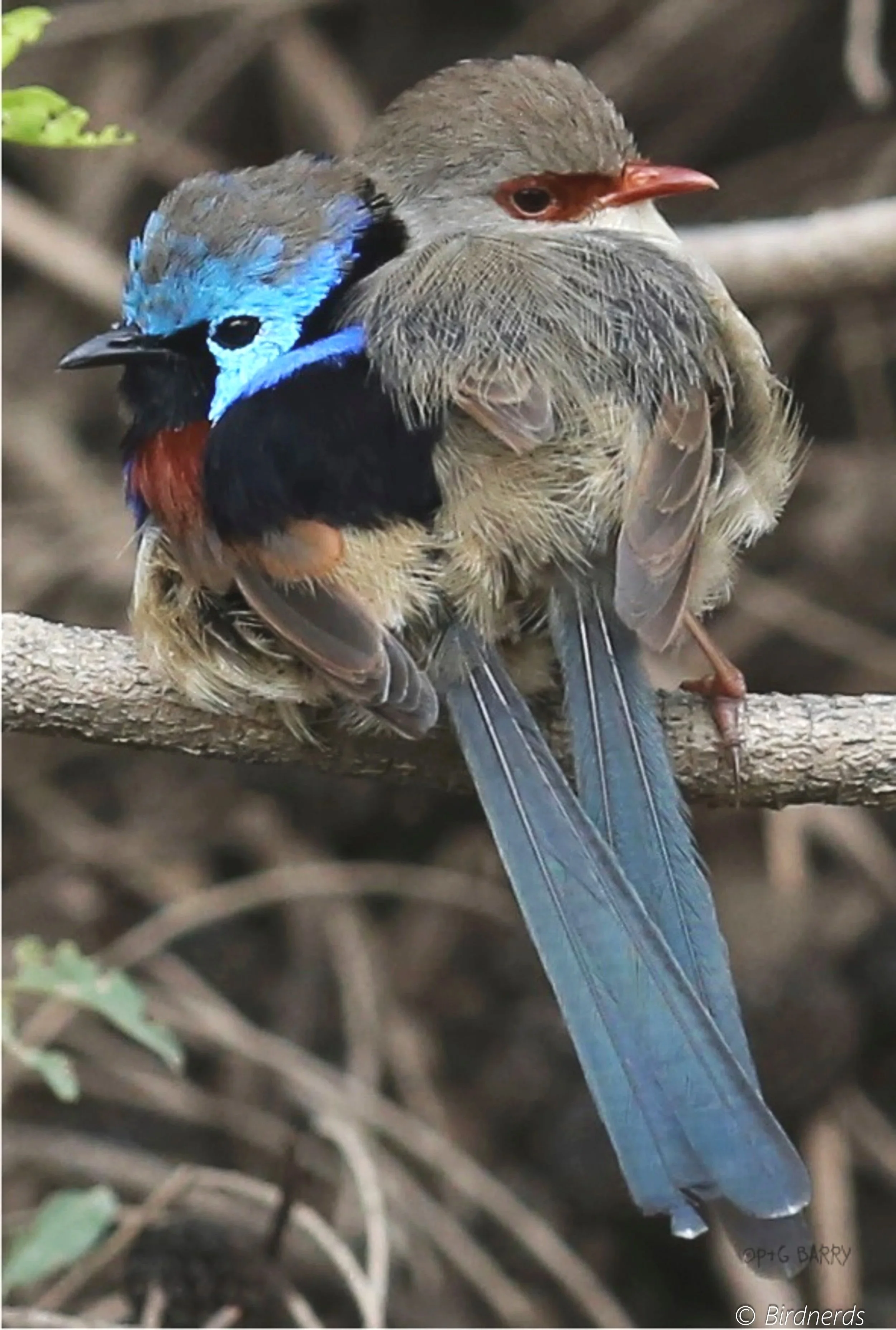 Superb Fairy-Wren pair, Tanah Merah, Qld
