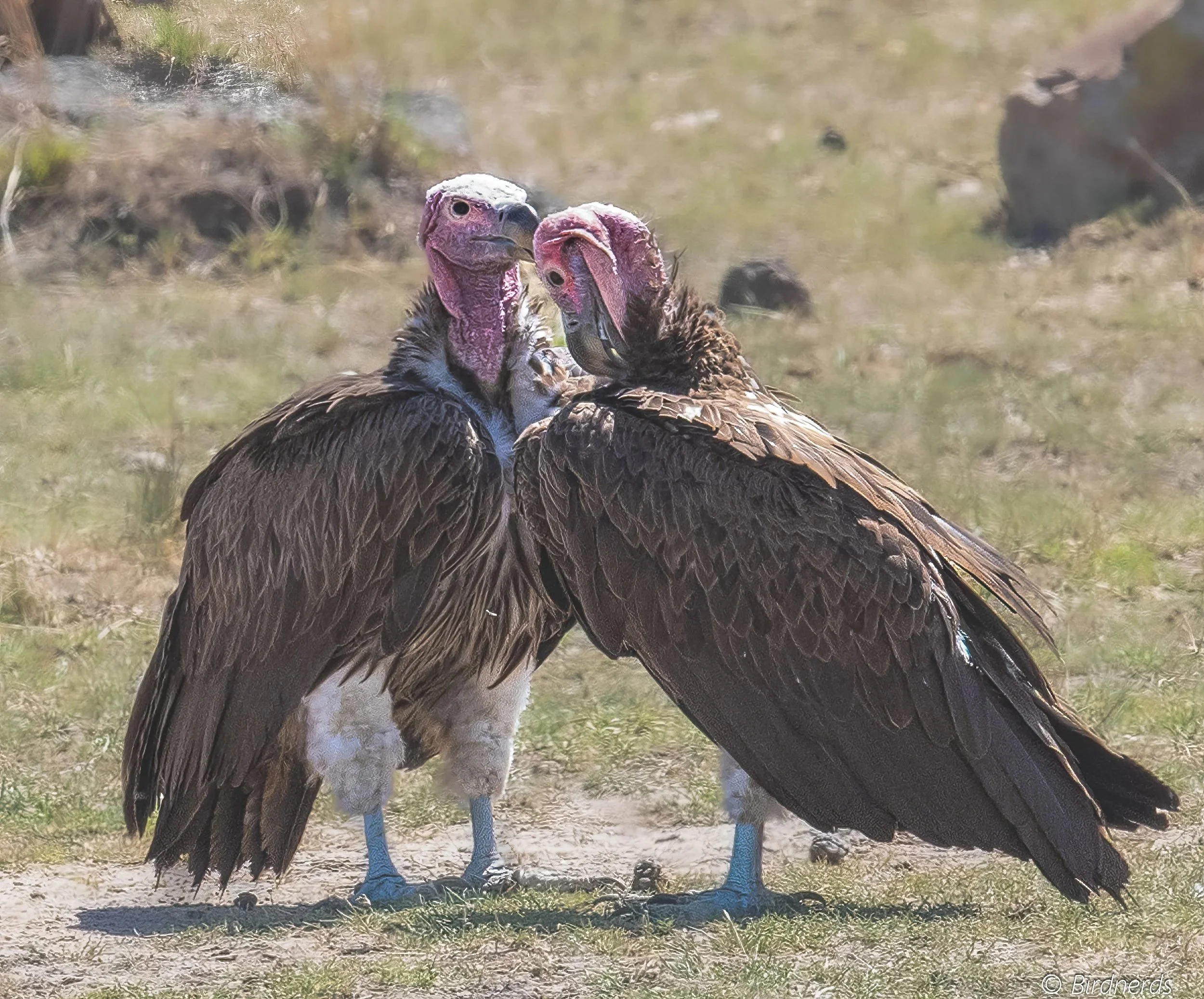Lappet-faced Vultures, E.Africa