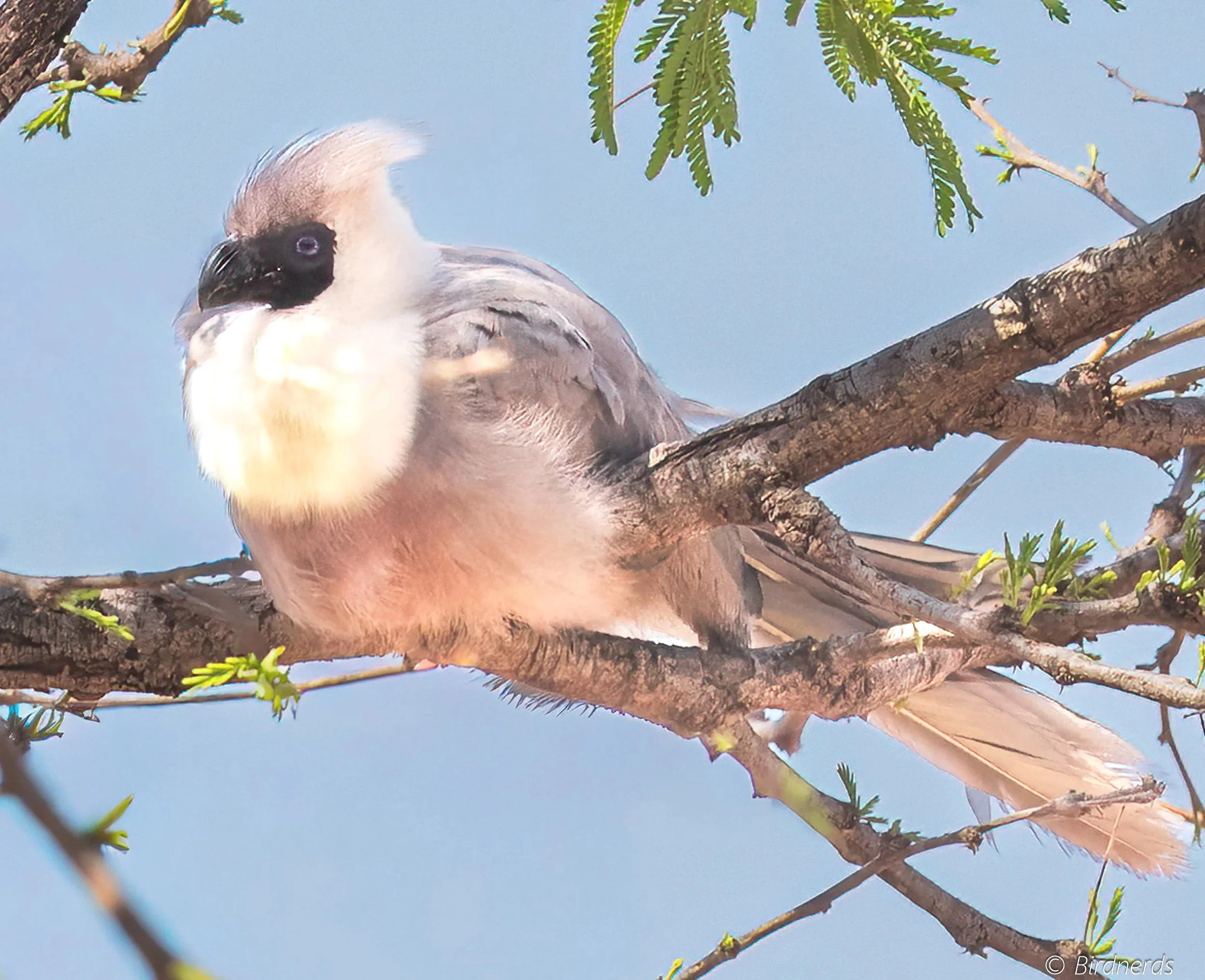 White-bellied Go-away Bird, Tanzania.