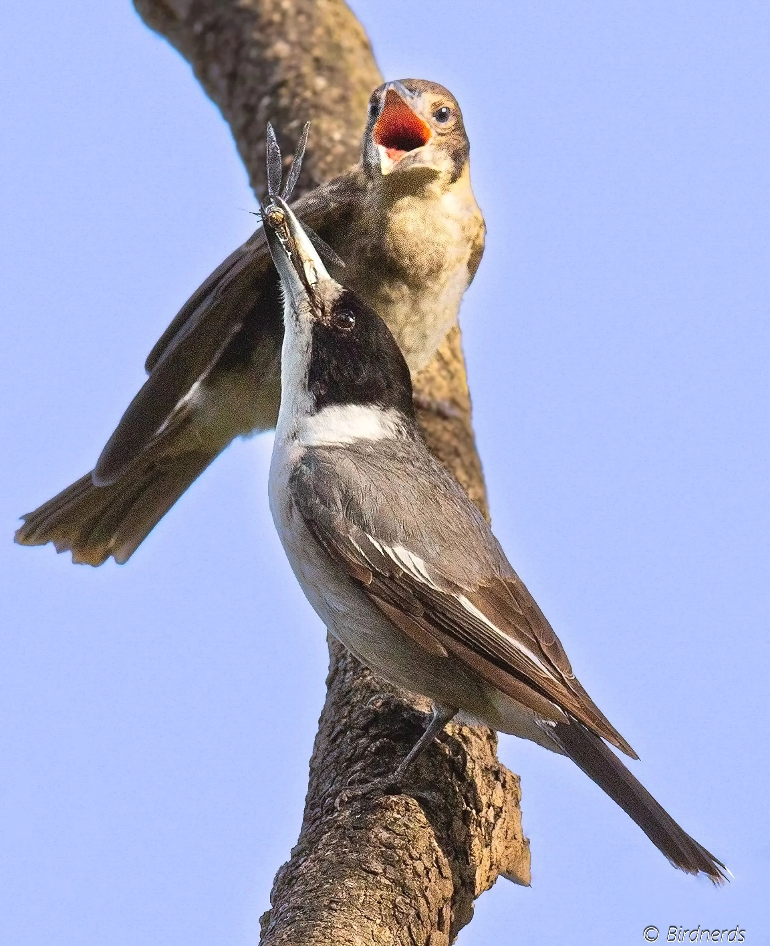 Grey Butcher Bird, Tanah Merah, Qld