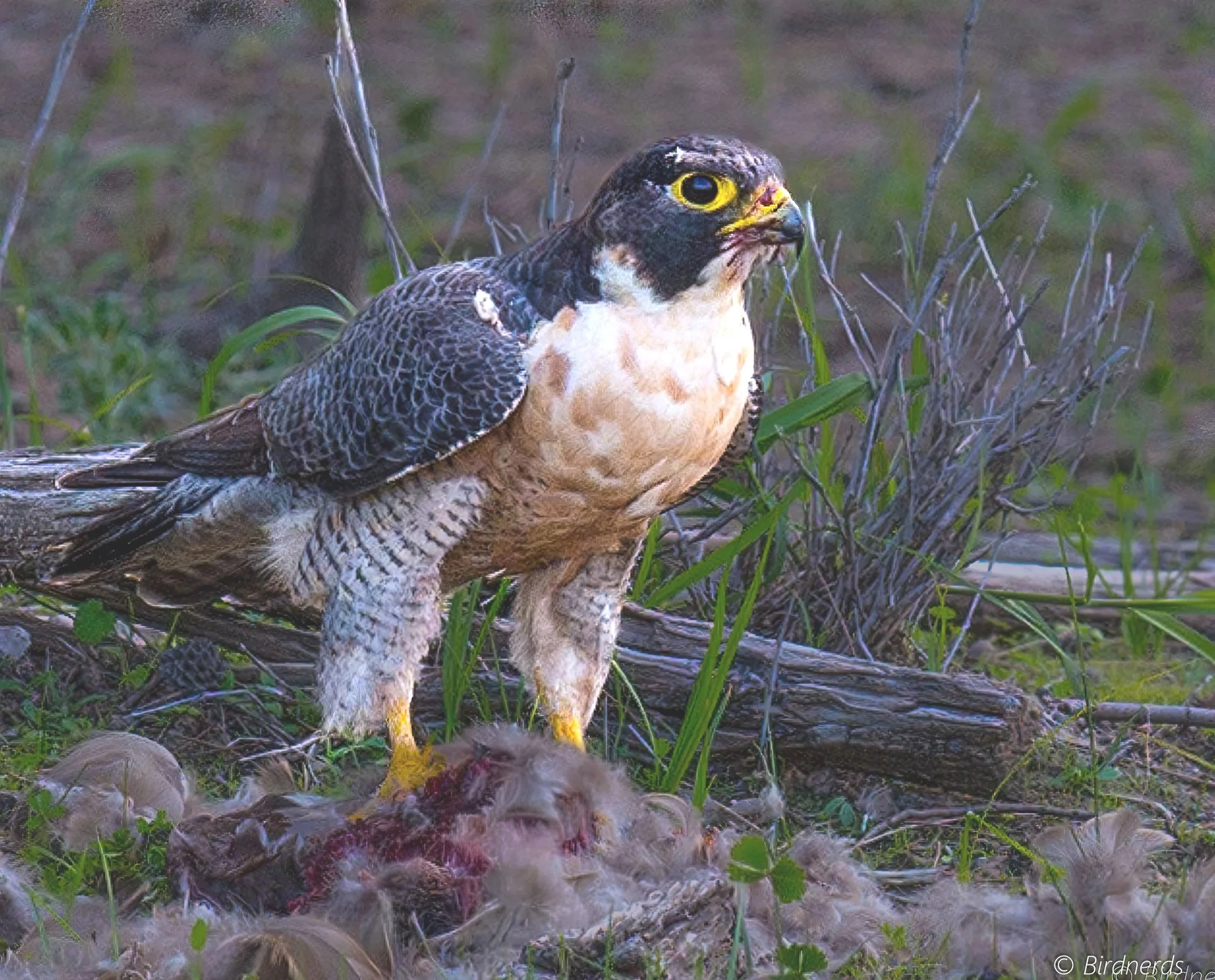 Peregrine Falcon, Johnstone, Qld