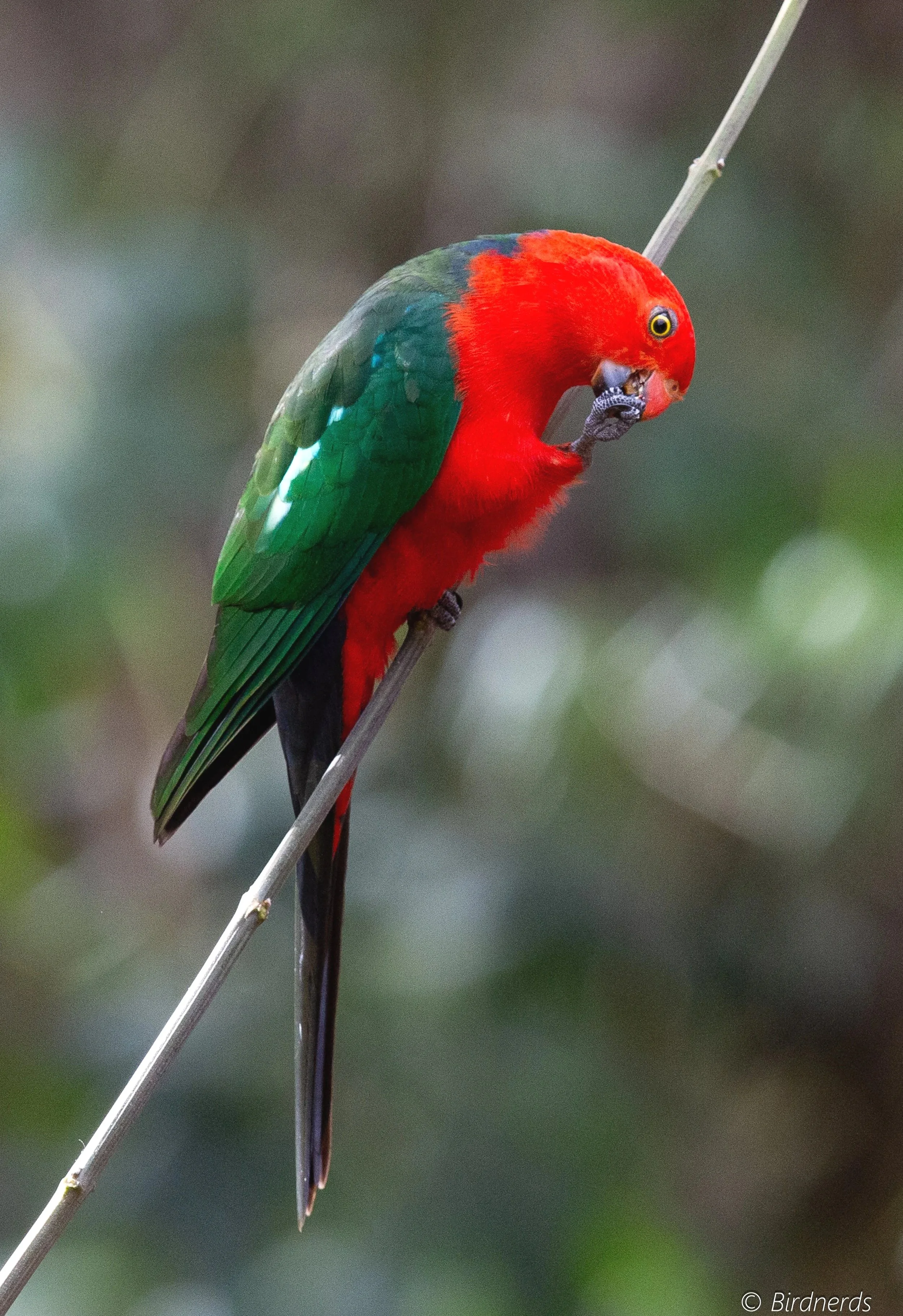 King Parrot, Tanah Merah, Qld