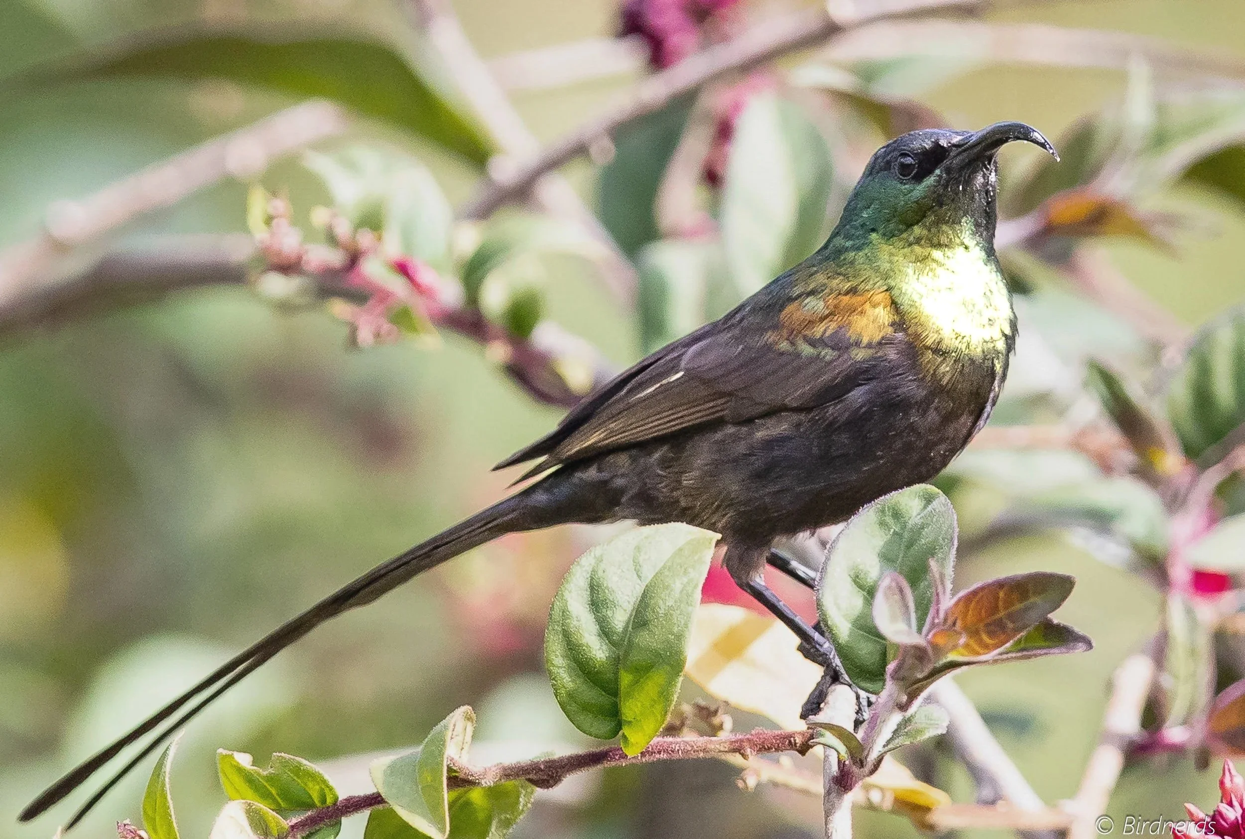 Bronze Sunbird, Rwanda