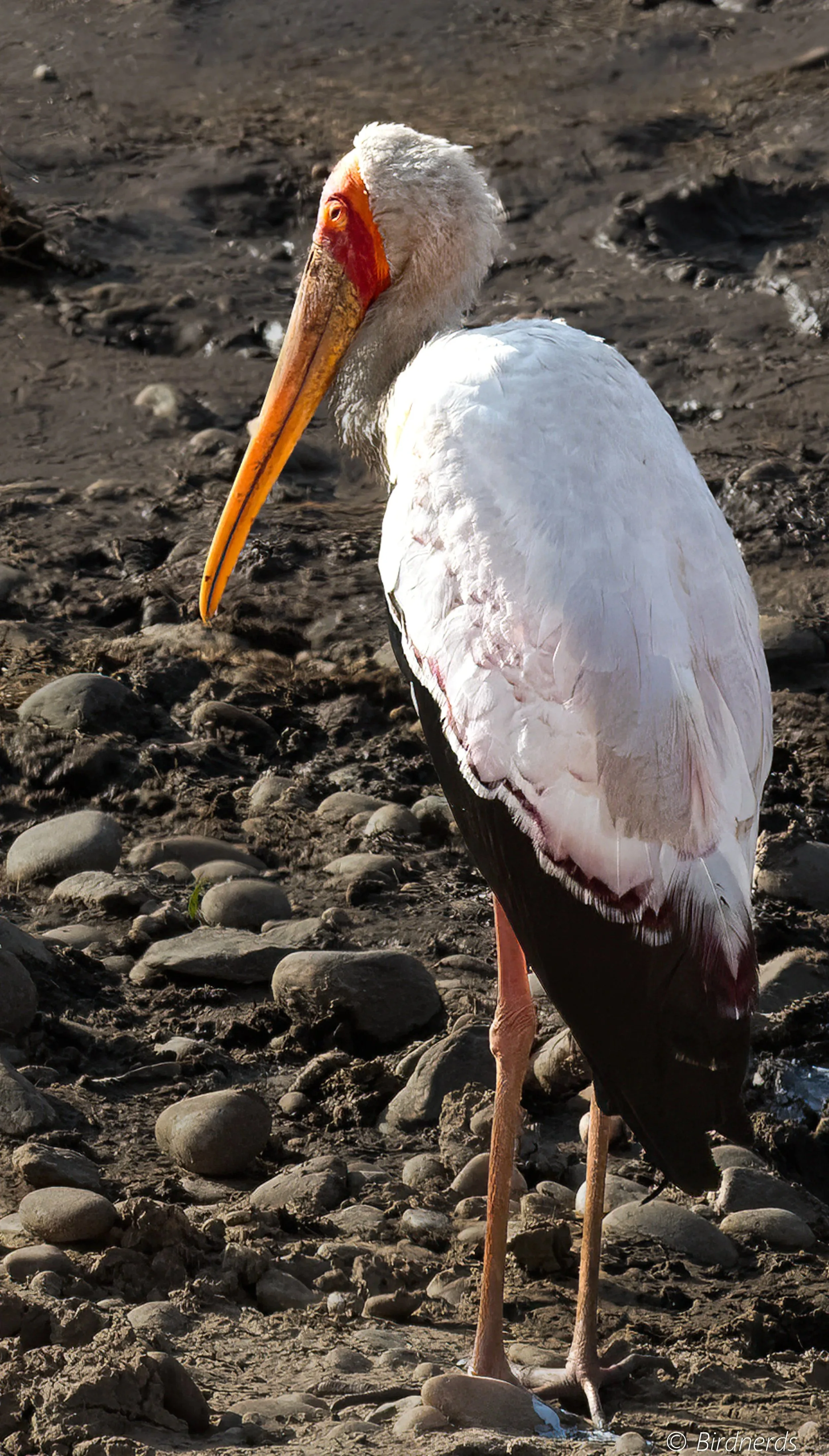 Yellow-billed Stork. E.Africa