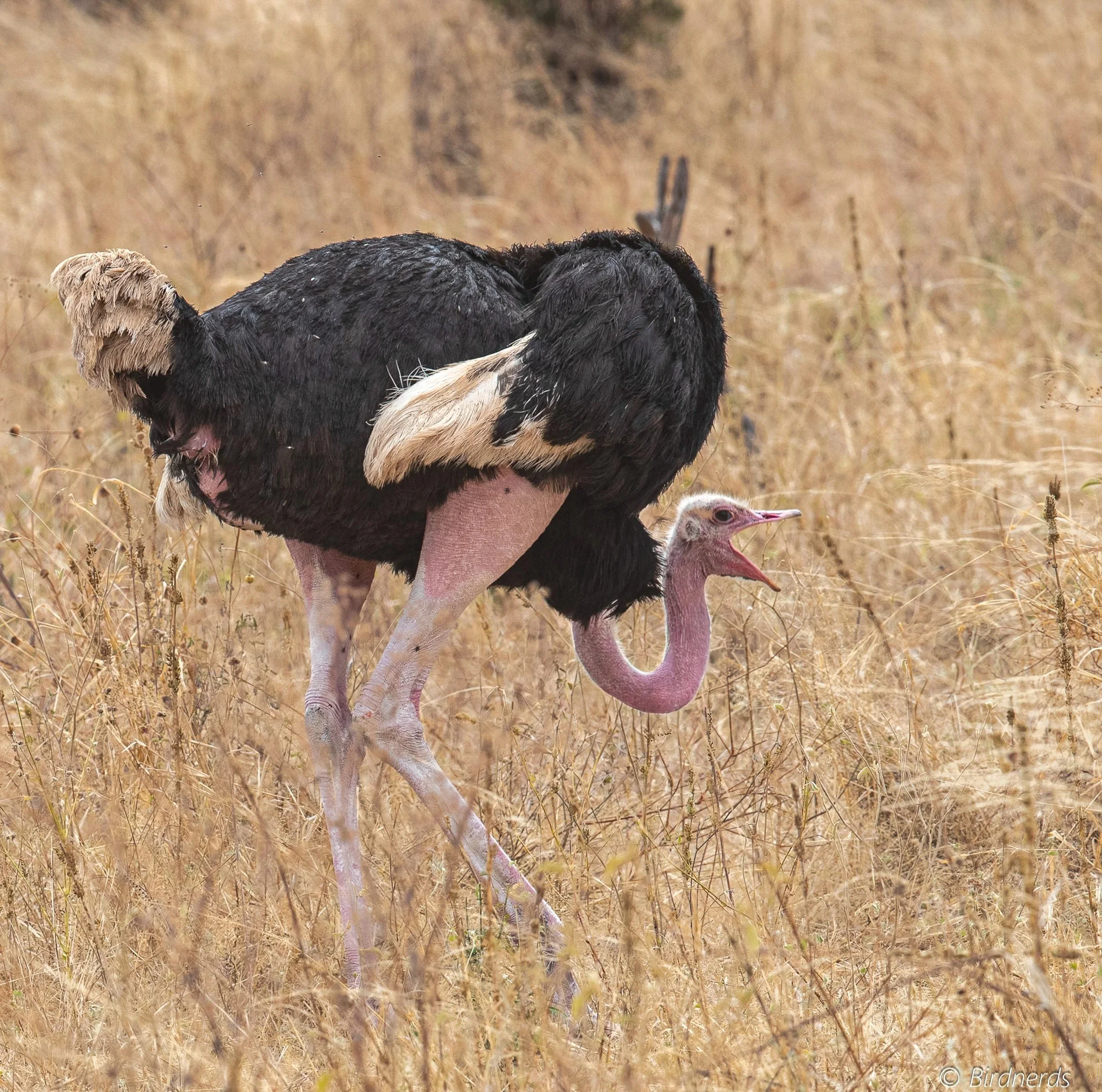 East African Ostrich