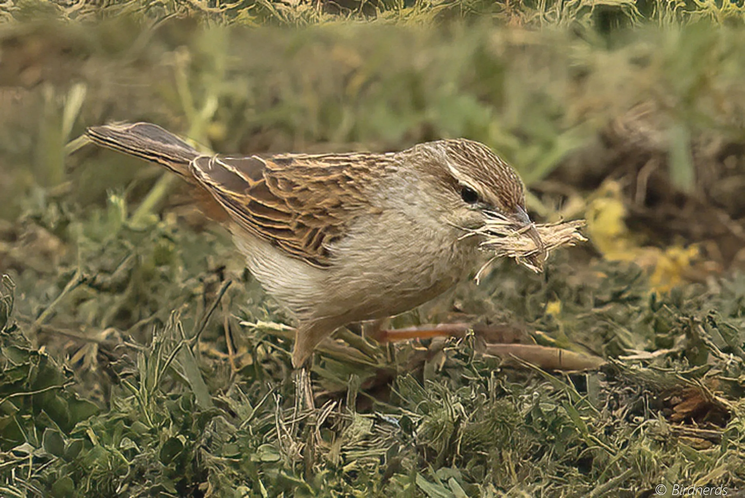 Brown Songlark. Johnstone, Qld