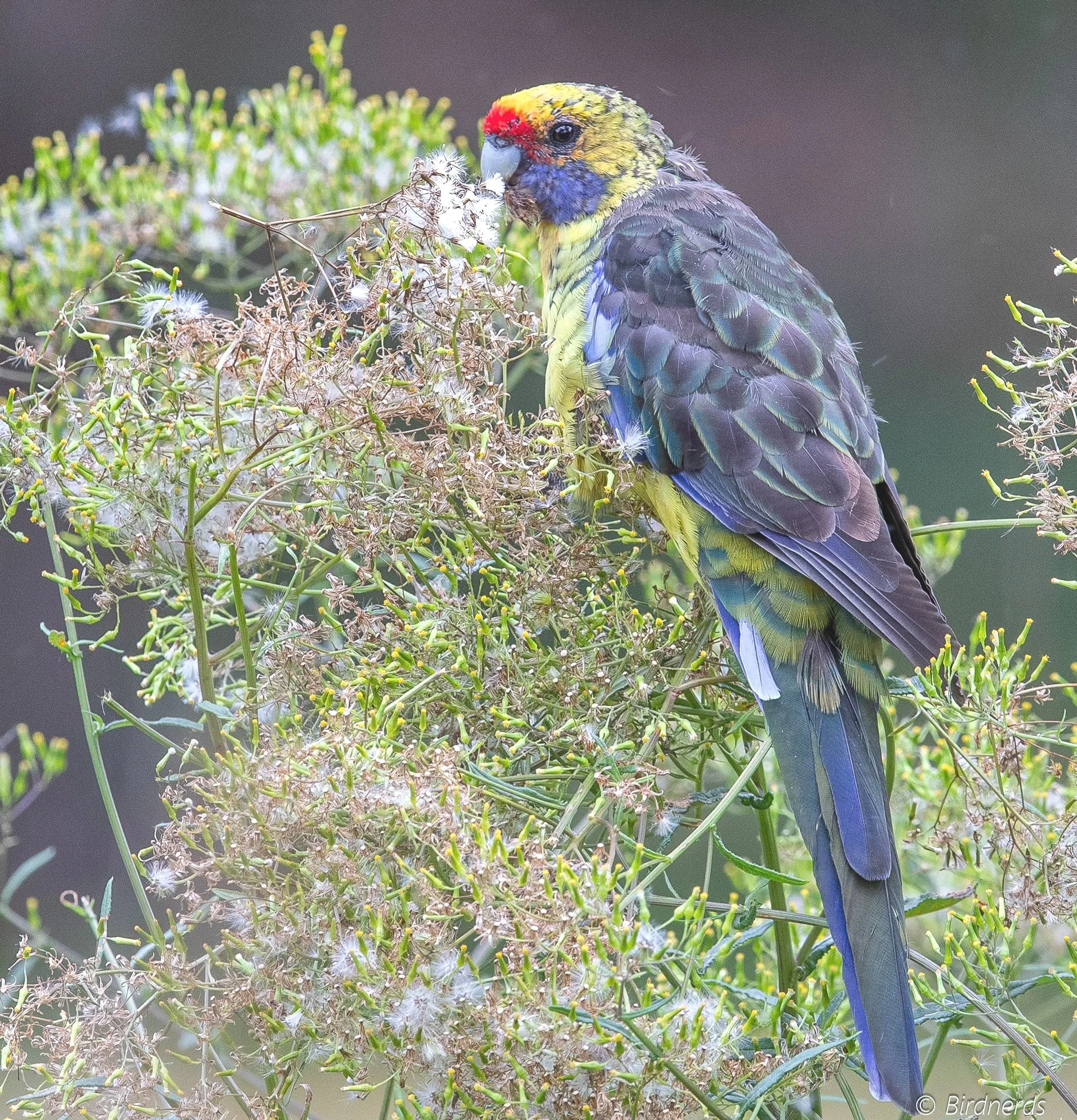 Green Rosella. Bruny Isl. Tas.