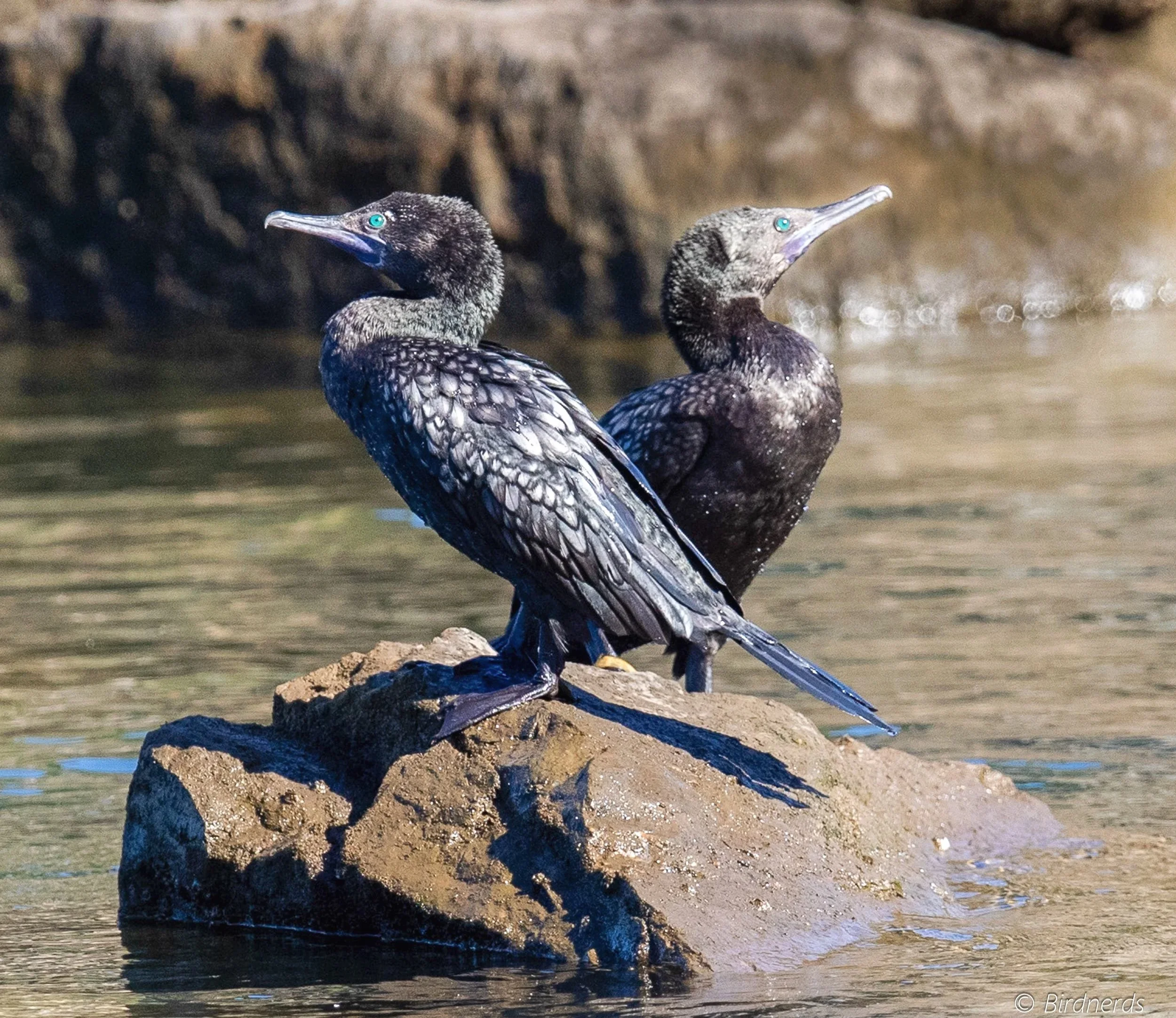 Little Black Cormorant, Coomera River Causeway, Qld