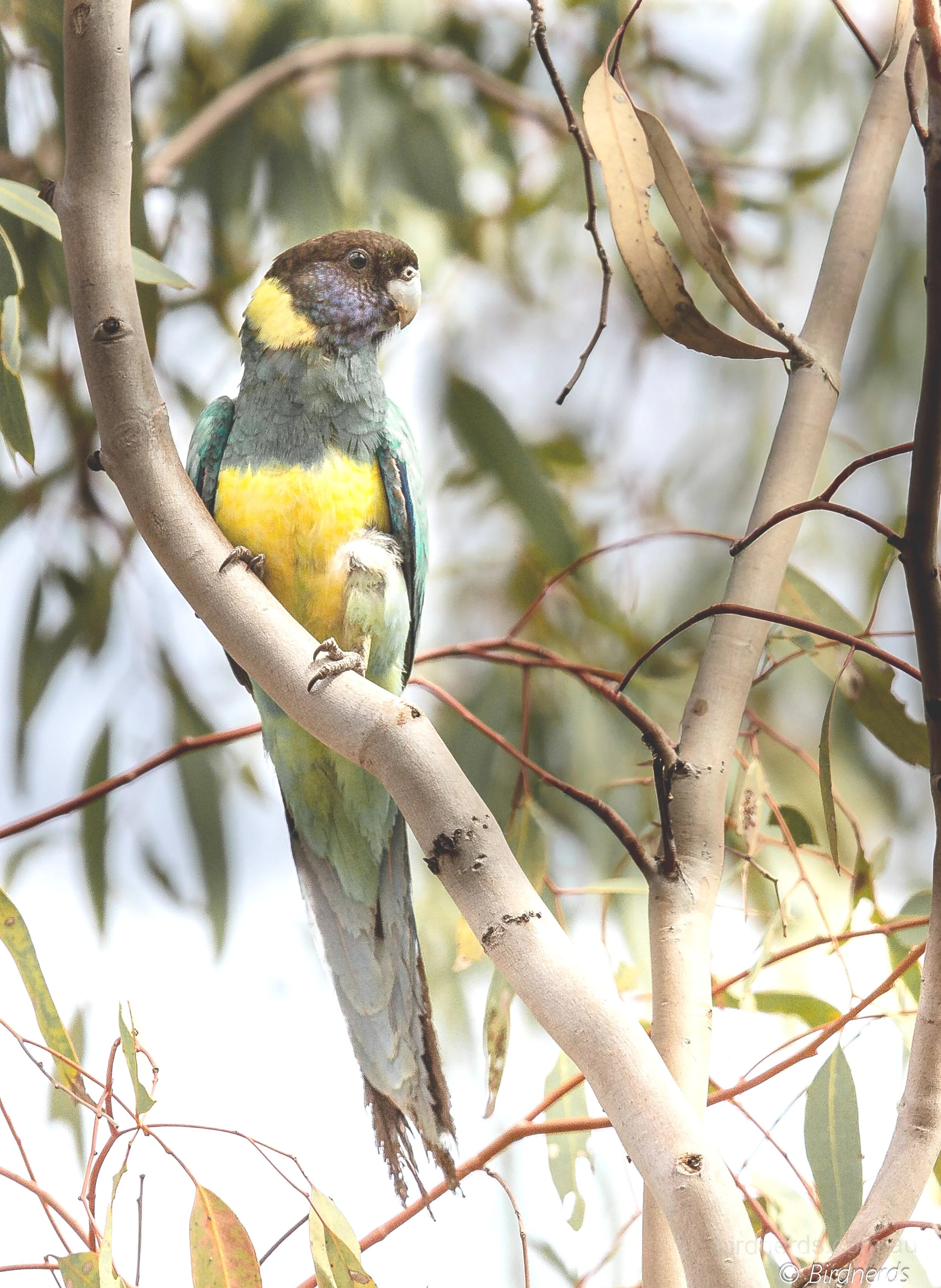 Ringneck (Port Lincoln) Johnstone, Qld