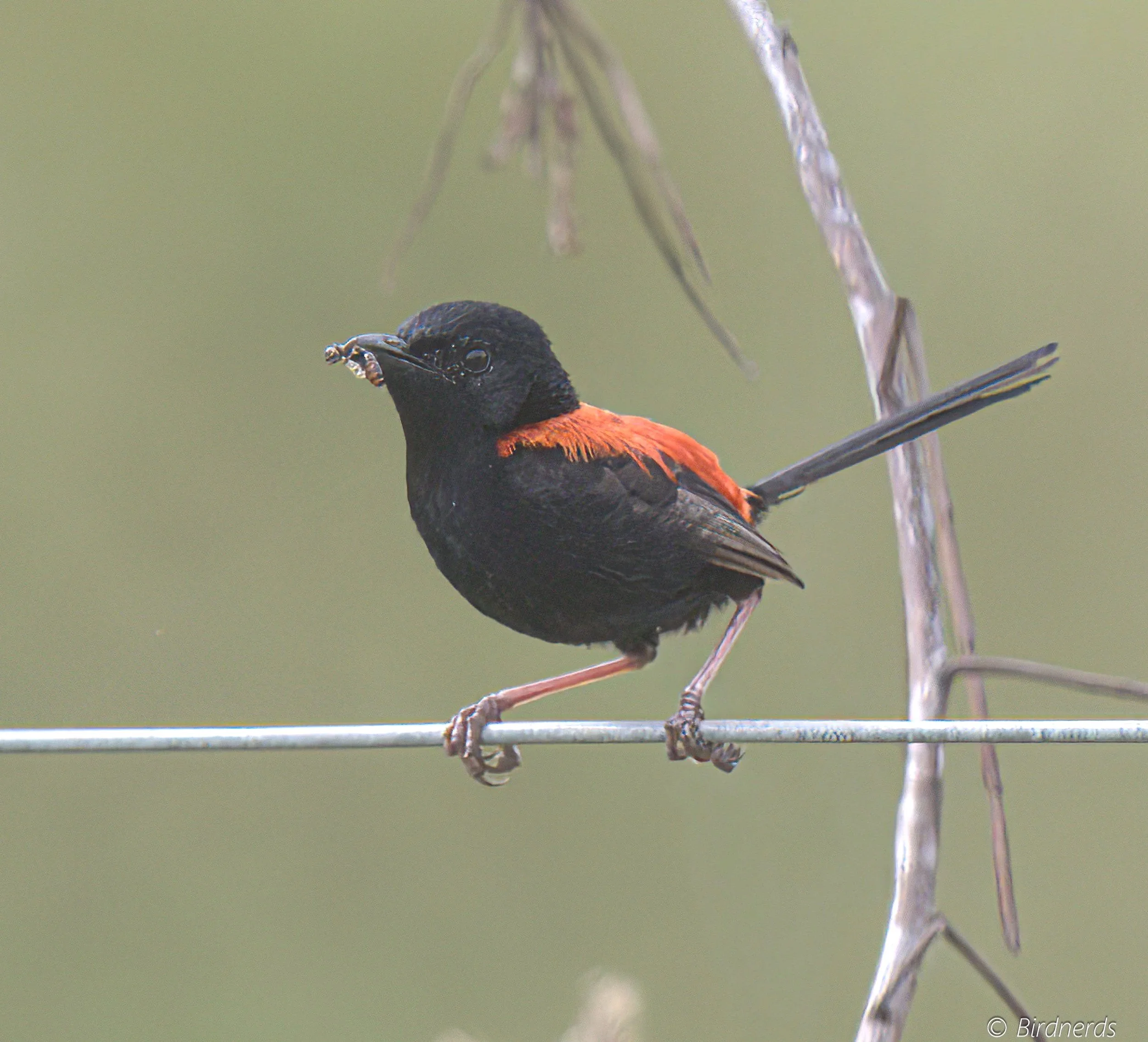 Red-backed Fairy Wren, Oxley Common, Qld