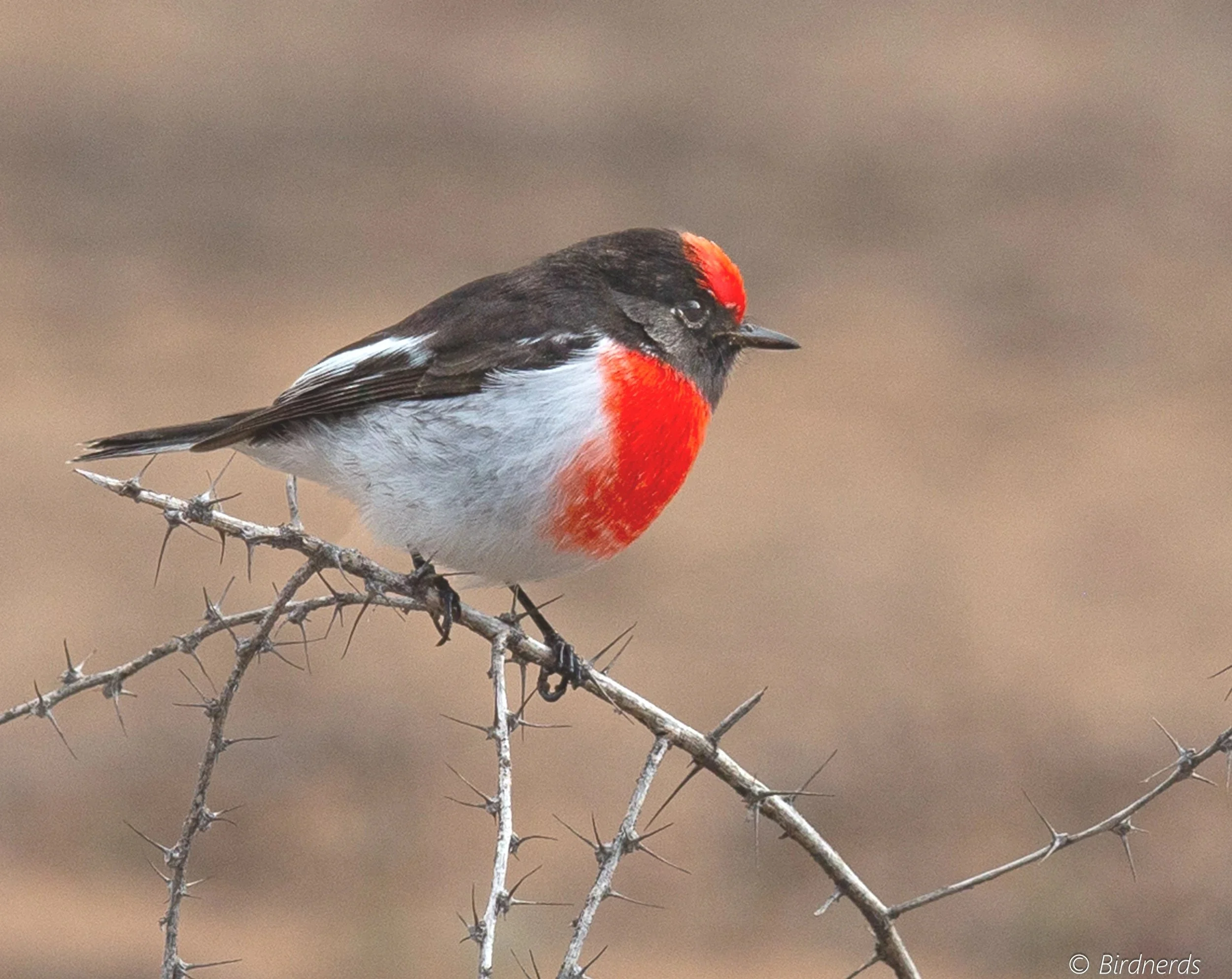 Red-capped Robin, Johnstone, Qld