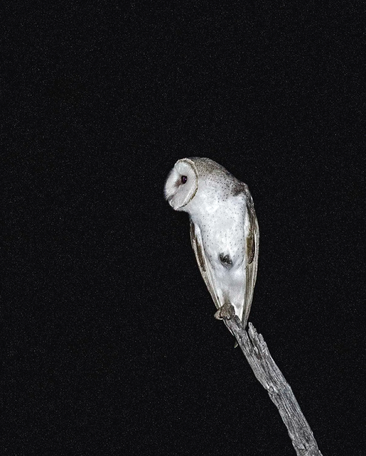 Barn Owl, Johnstone, Qld