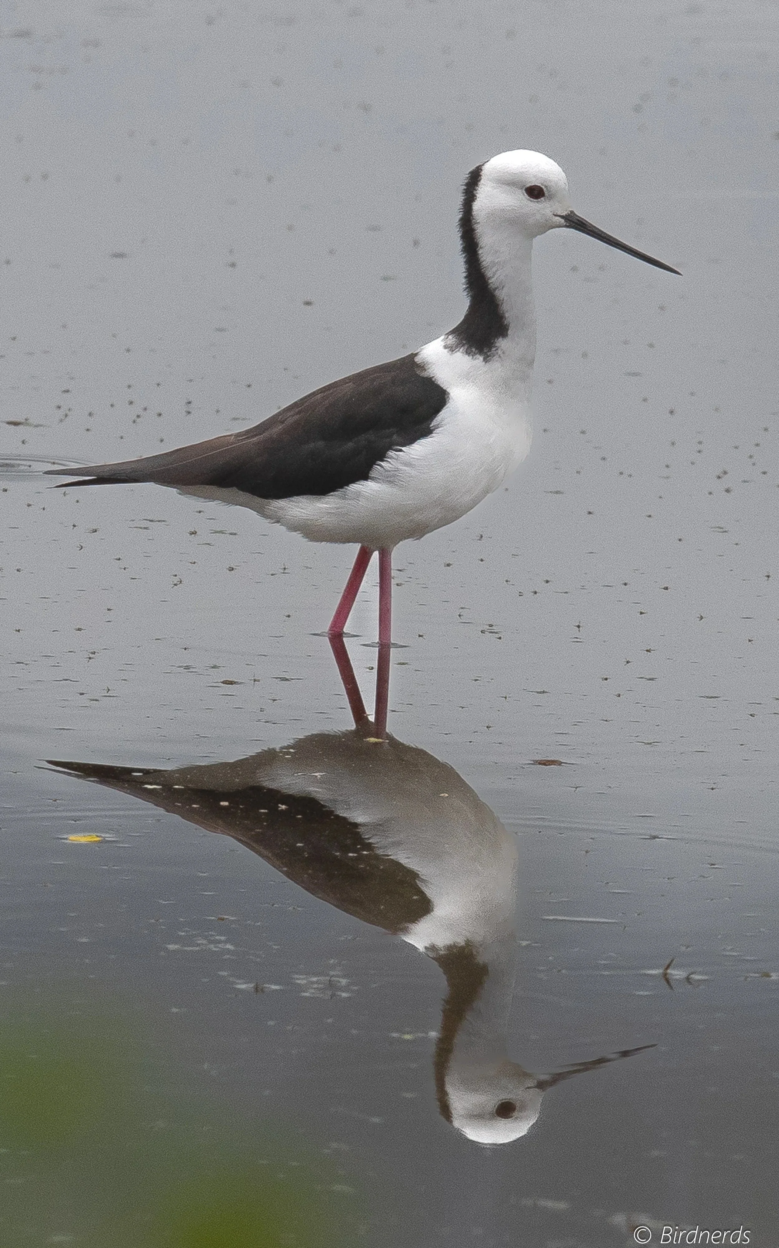 Pied Stilt, Byron Bay Wetlands, NSW