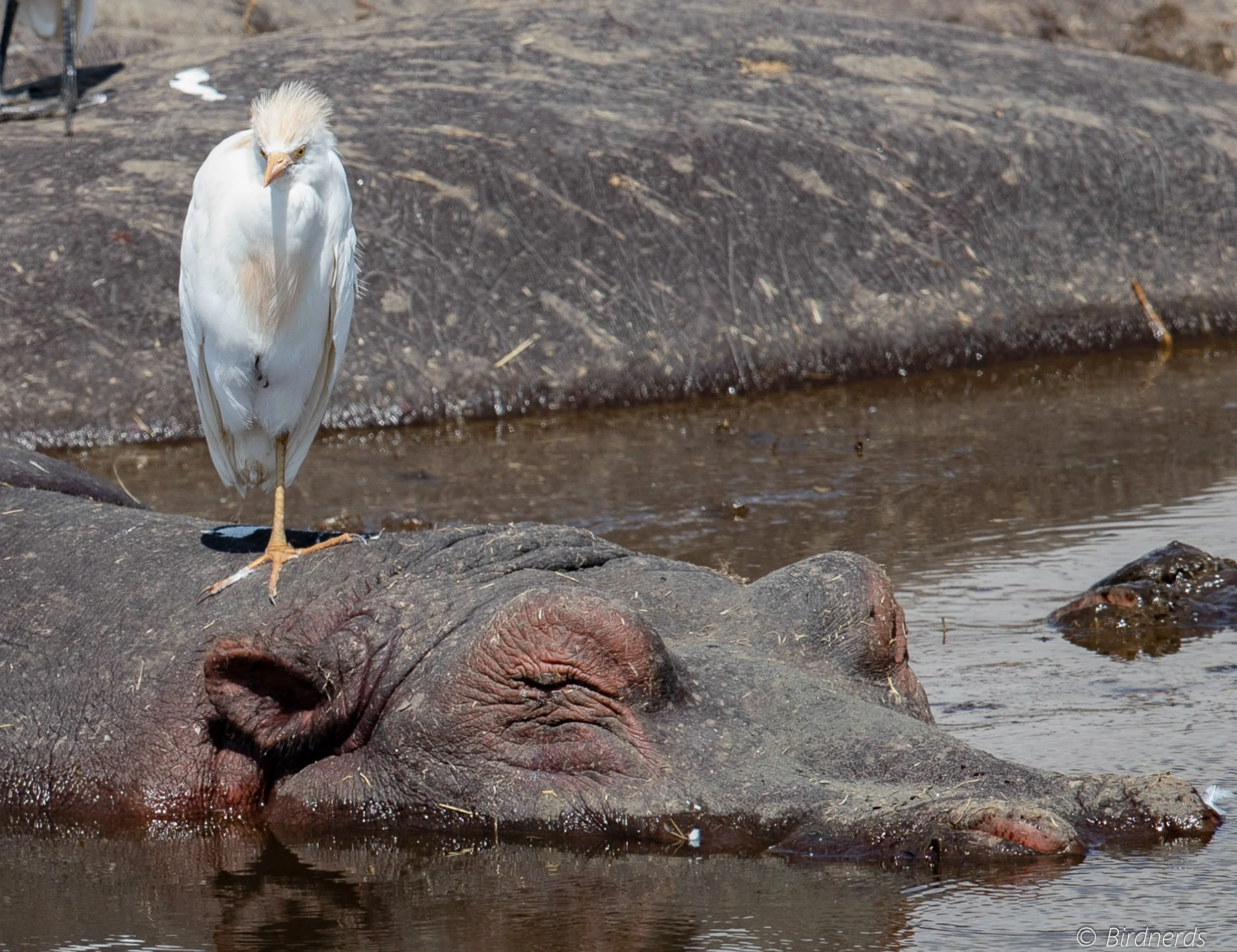 Cattle Egret perched hippo, E.Africa