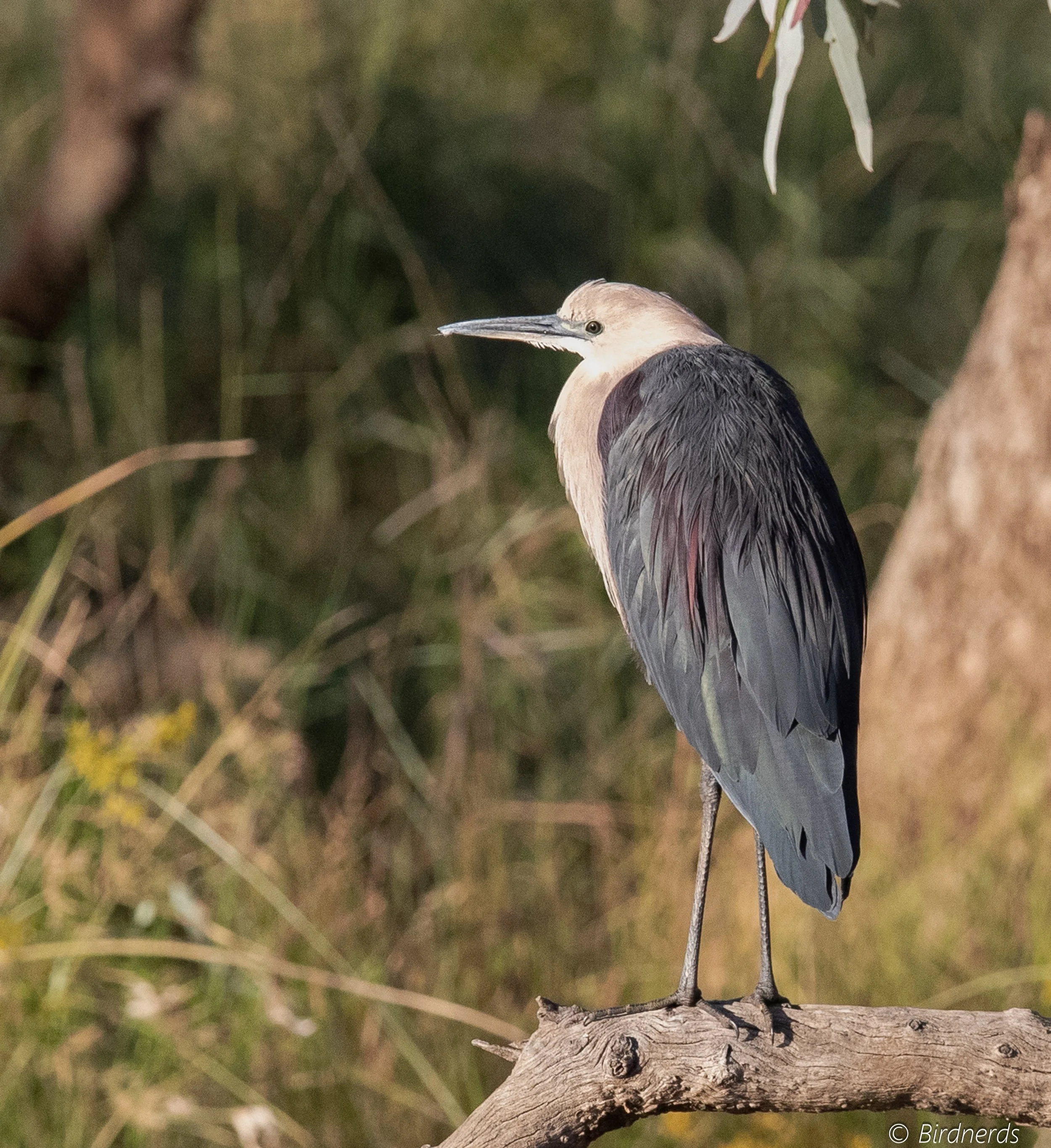 White-necked Heron, Qld