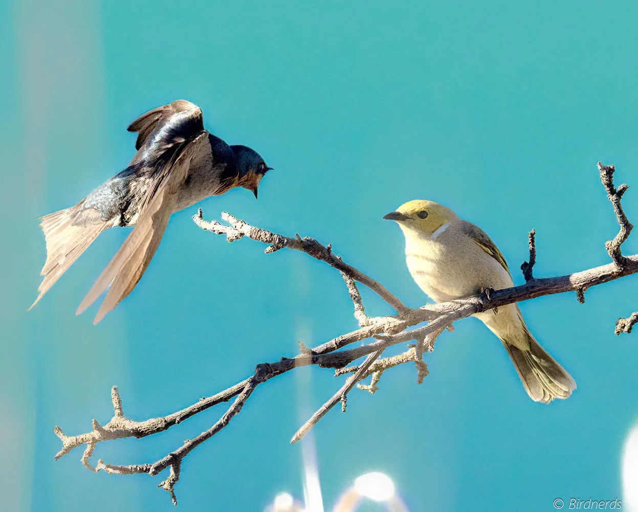 White-plumed Honey Eater & Swallow. Fox Bar Falls, Qld