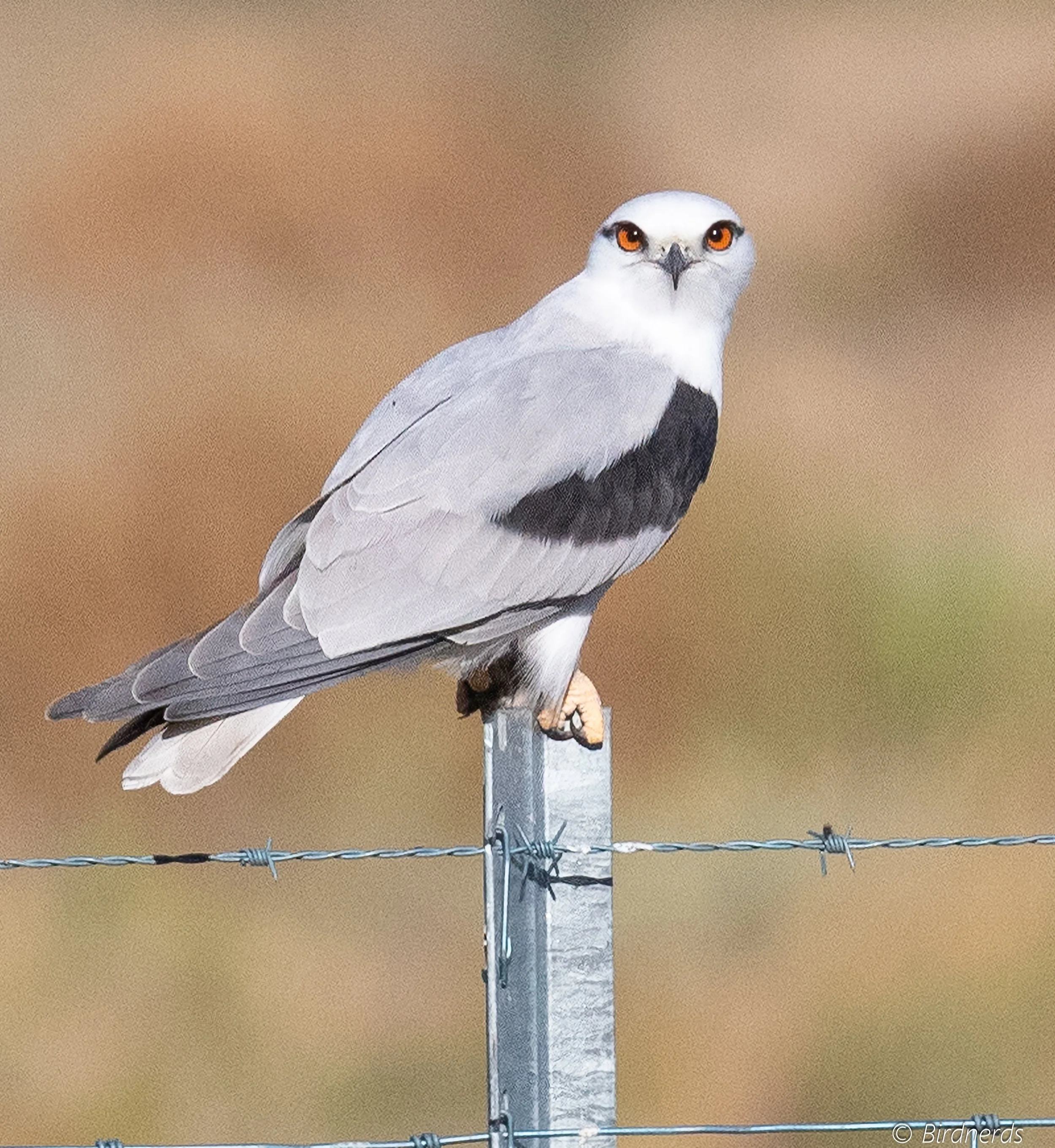 Black-shouldered Kite, Paddys Flat. NSW