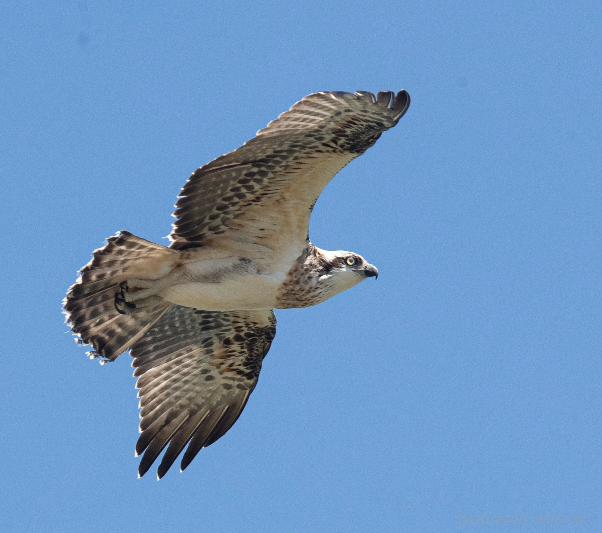 Eastern Osprey. Gold Coast, Qld.