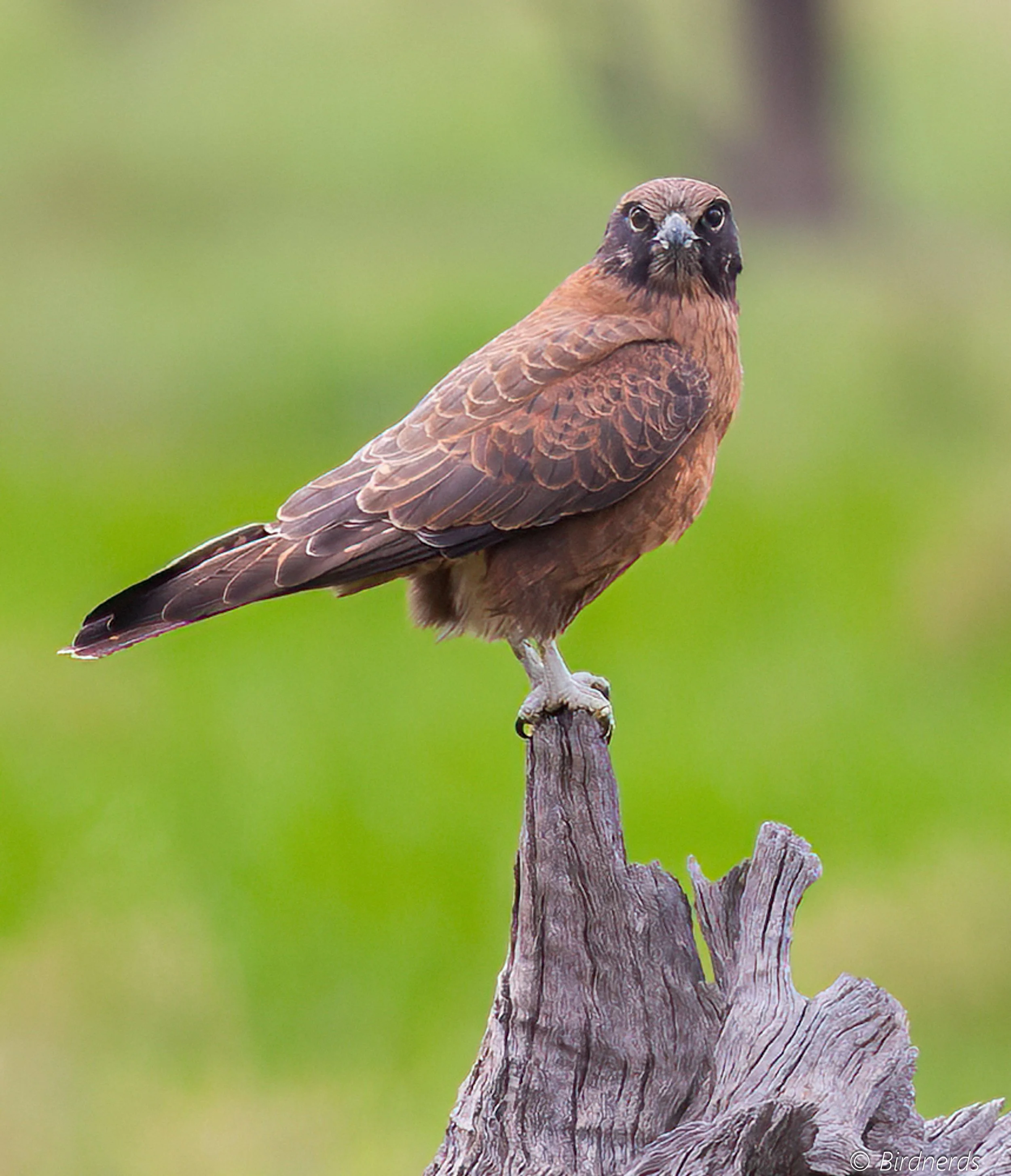 Brown Falcon. Johnstone, Qld. 