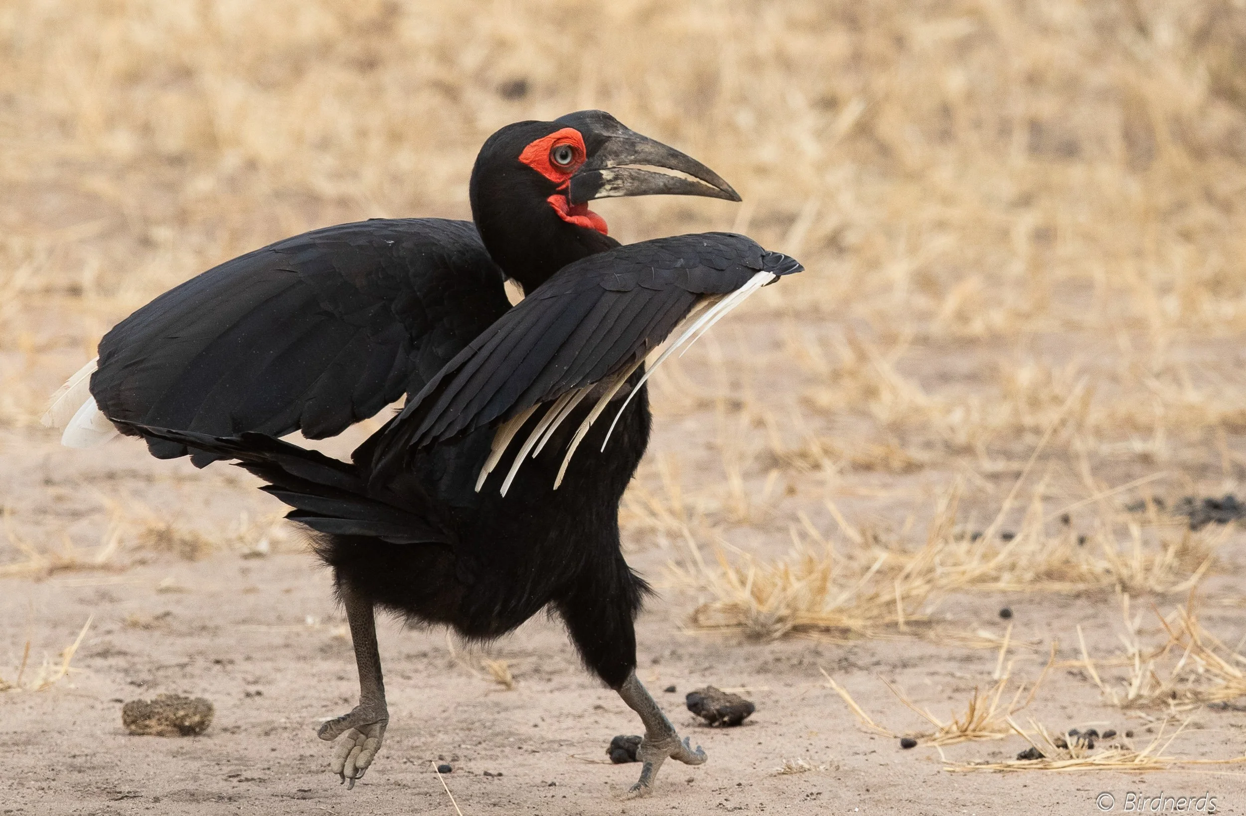 Southern Ground Hornbill, on the run, E.Africa