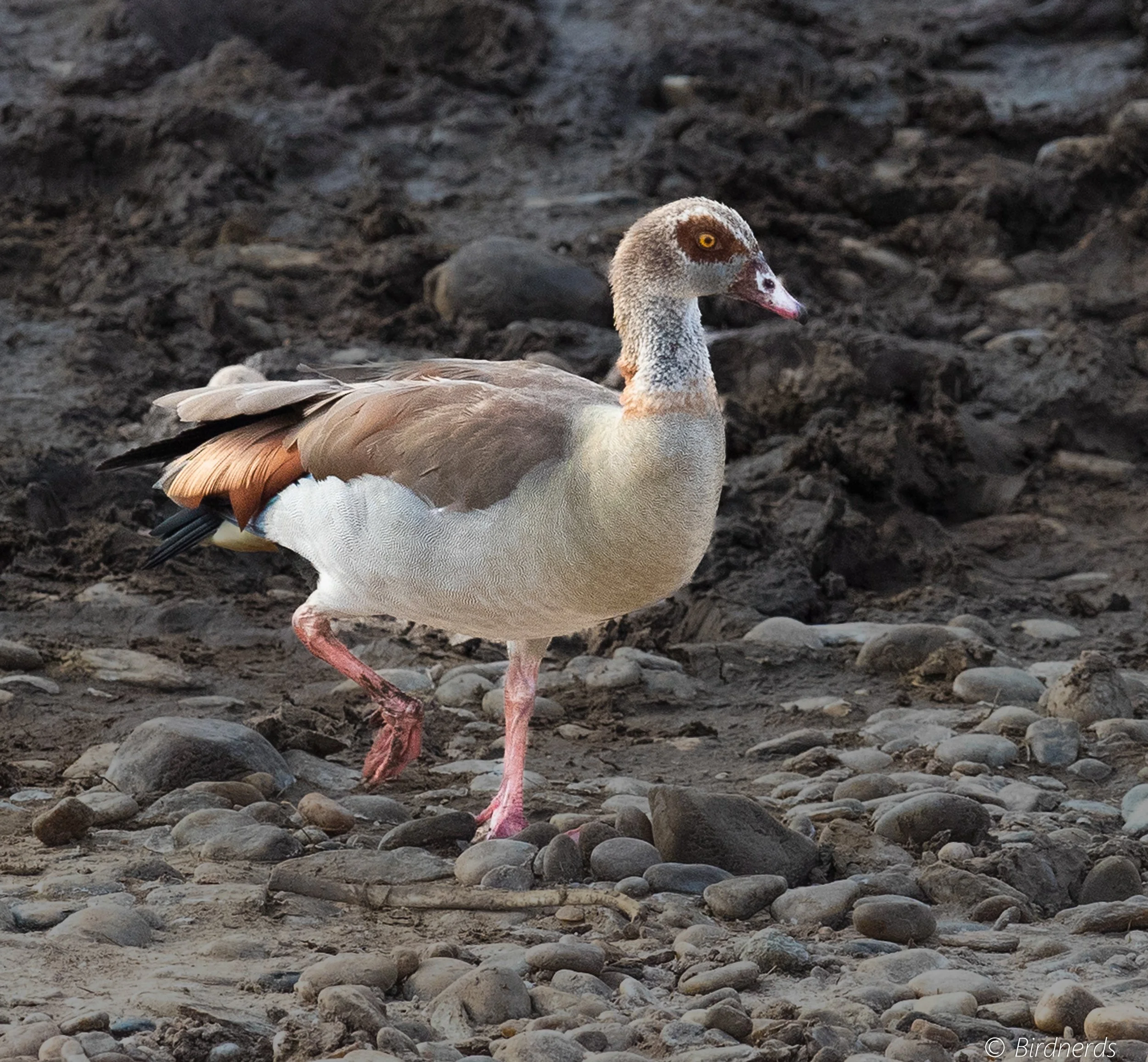 Egyptian Goose, E.Africa