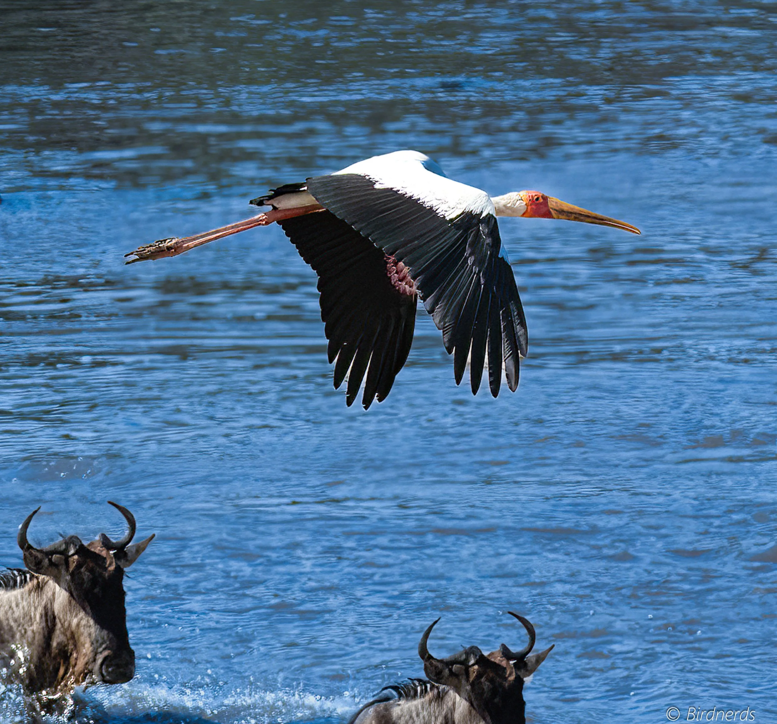 Yellow-billed Stork, E.Africa