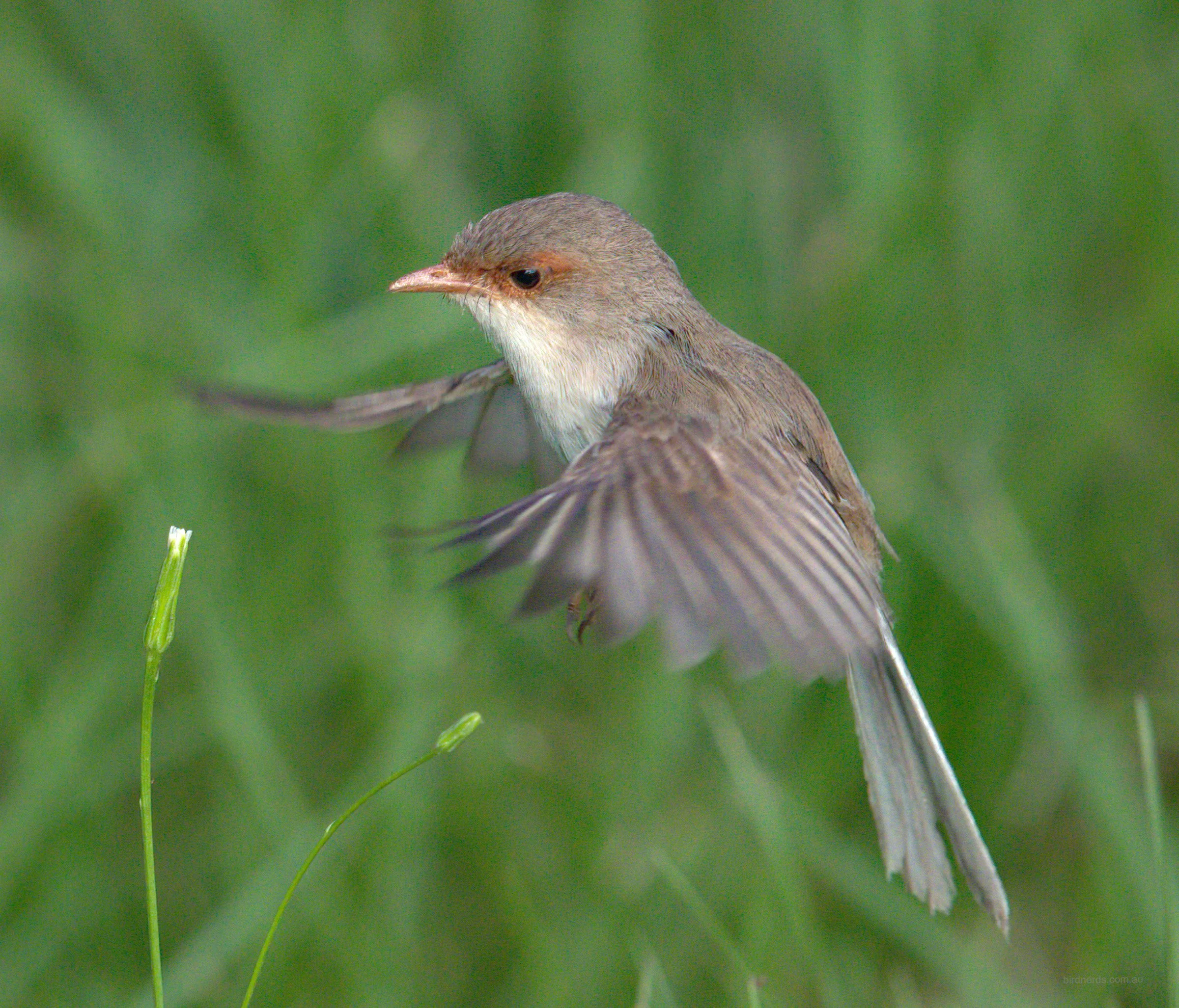 Superb Fairy-Wren. Tygum Lagoon, Qld.