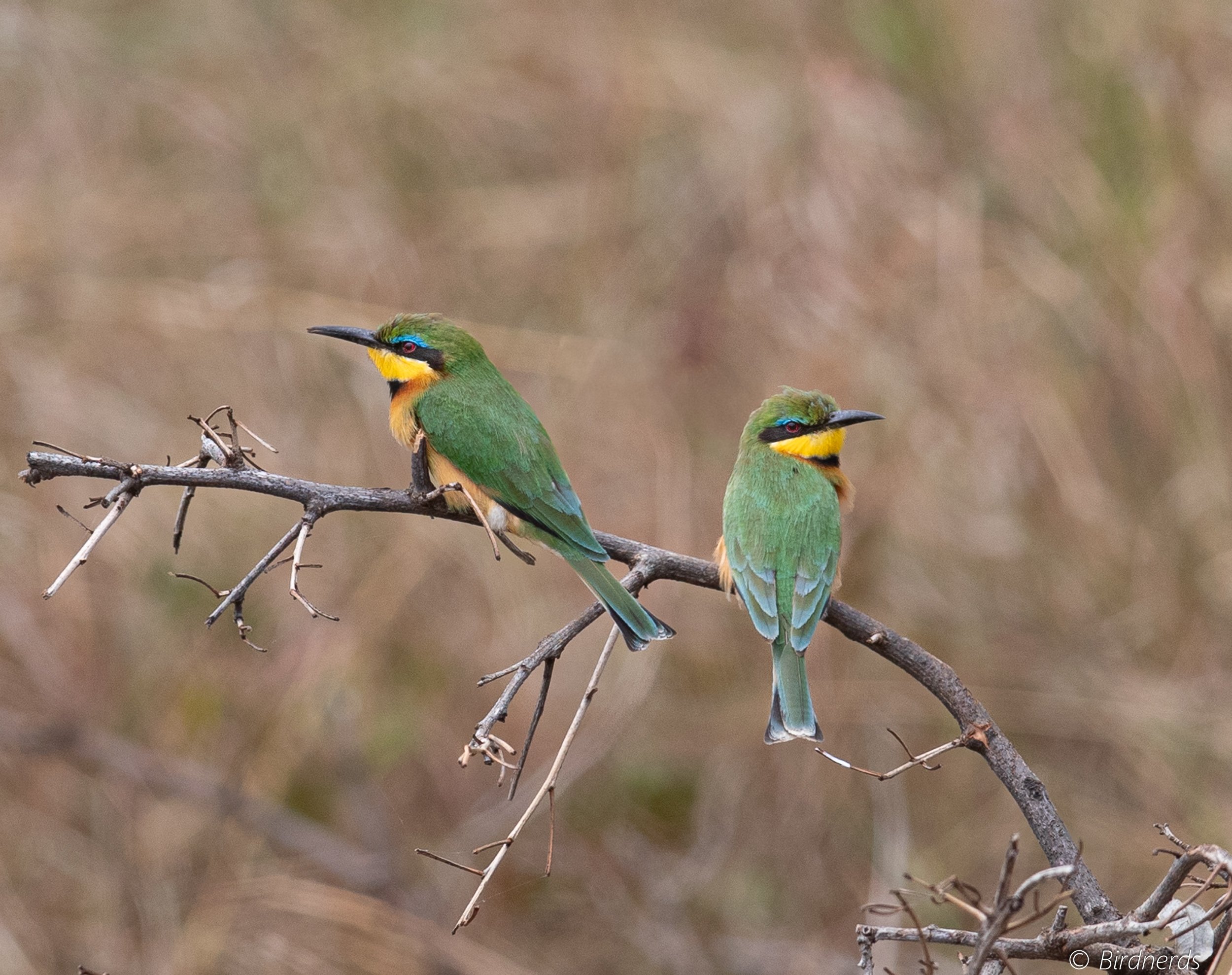 Little Bee-eater. E.Africa