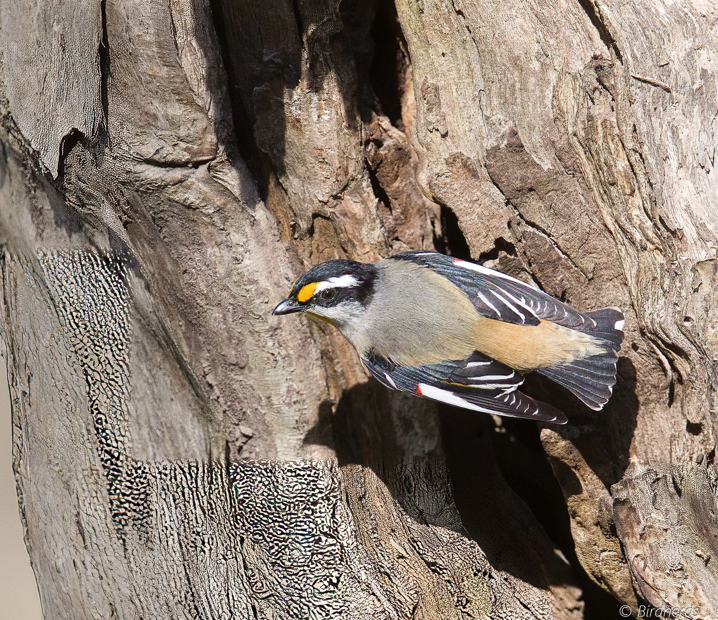 Eastern Striated Pardalote. Eagleby Wetlands, Qld.