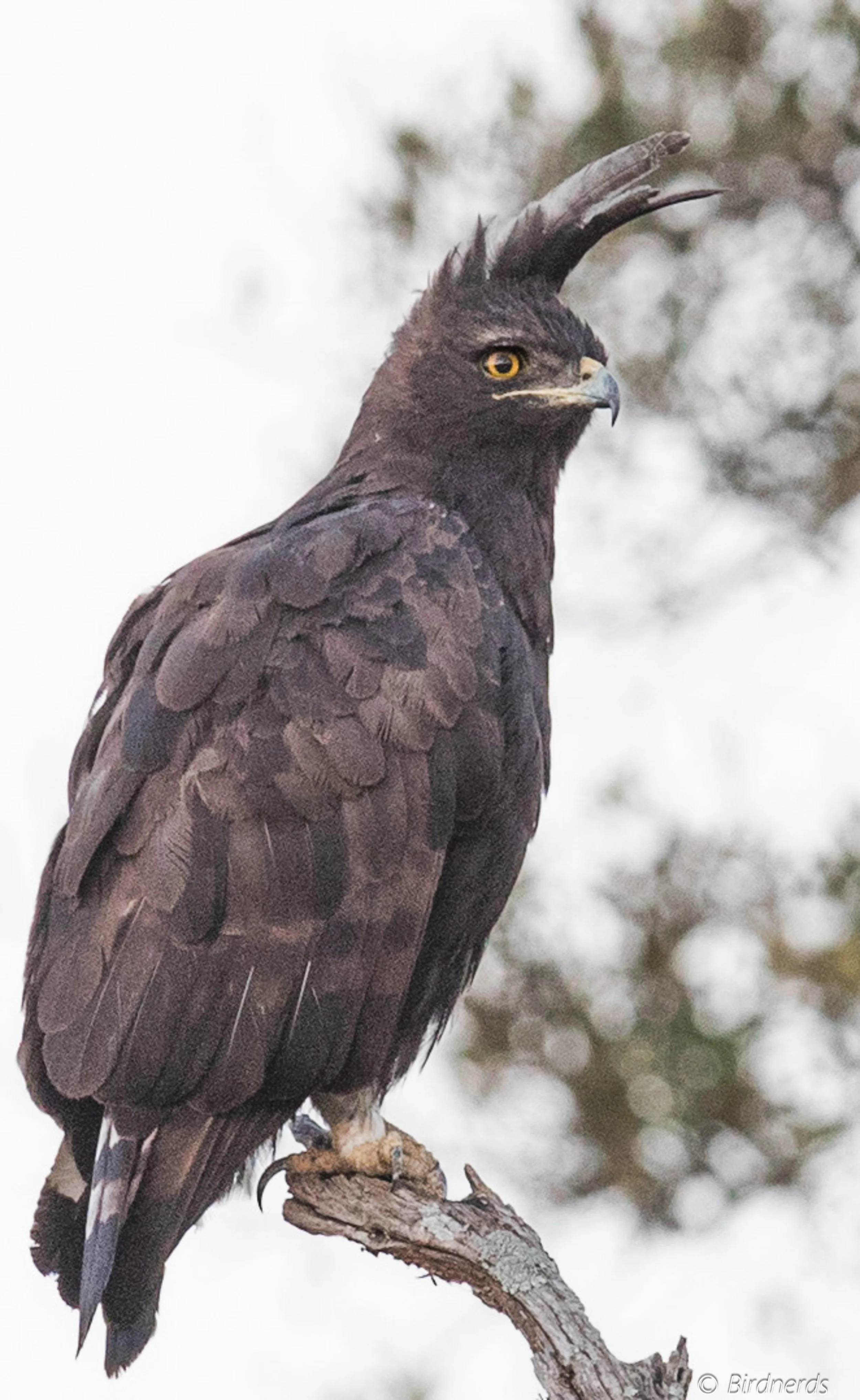 Long-crested Eagle. E.Africa