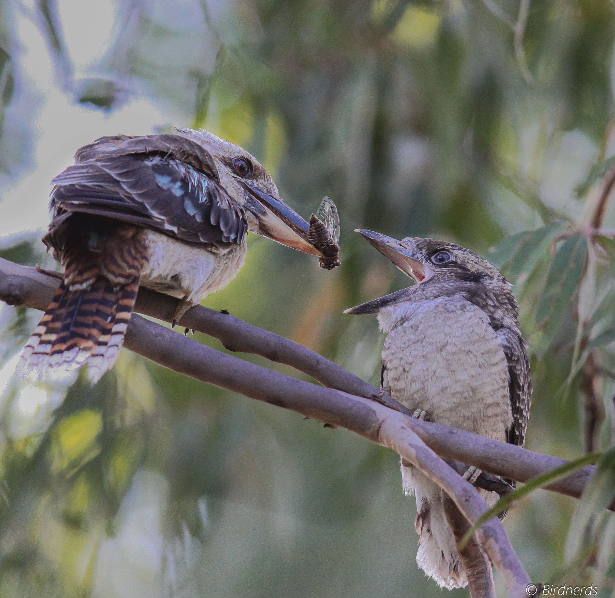 Laughing Kookaburra & Chick. Tanah Merah. Qld