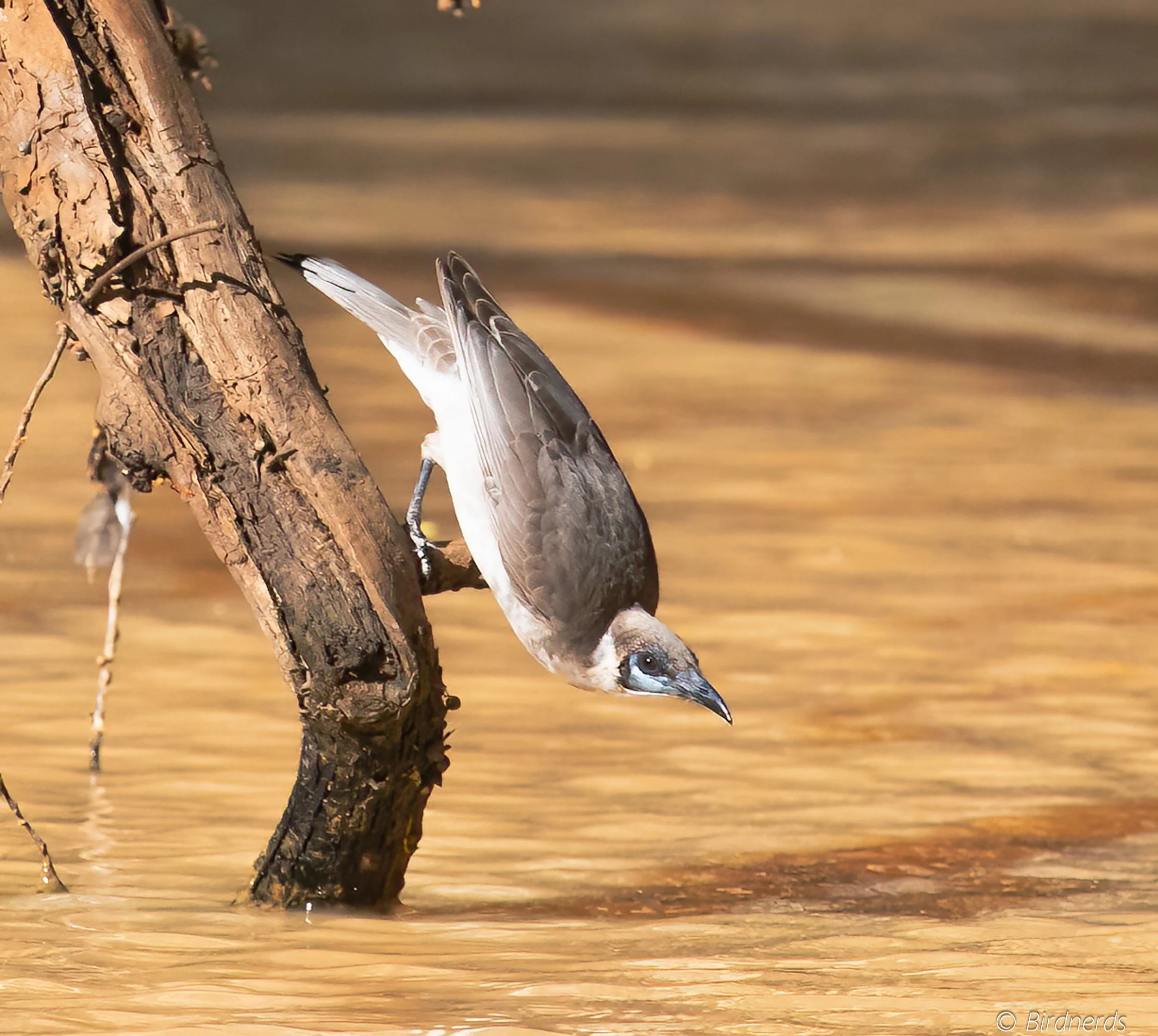 Little Friarbird, Johnstone, Qld