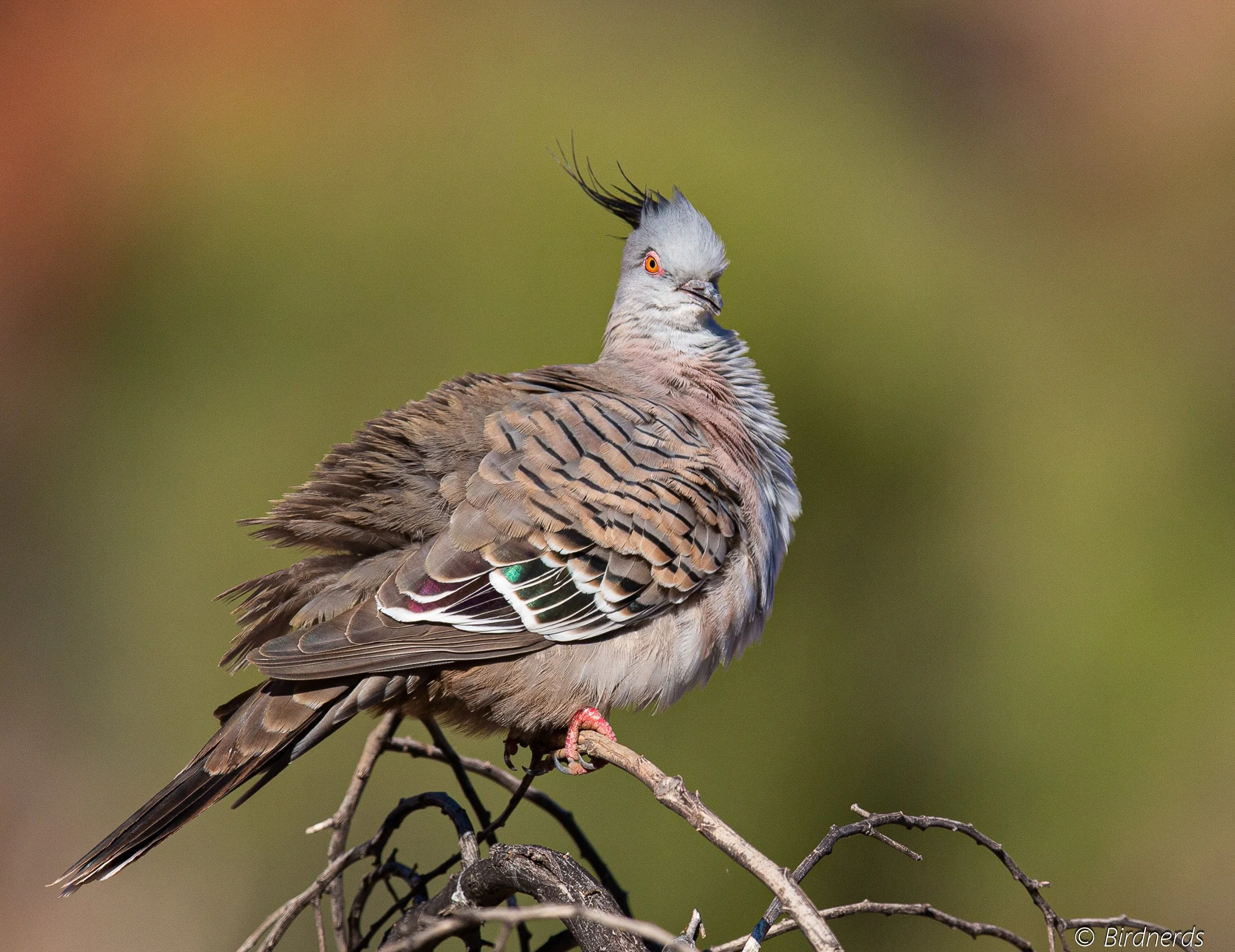Crested Pigeon. Johnstone, Qld