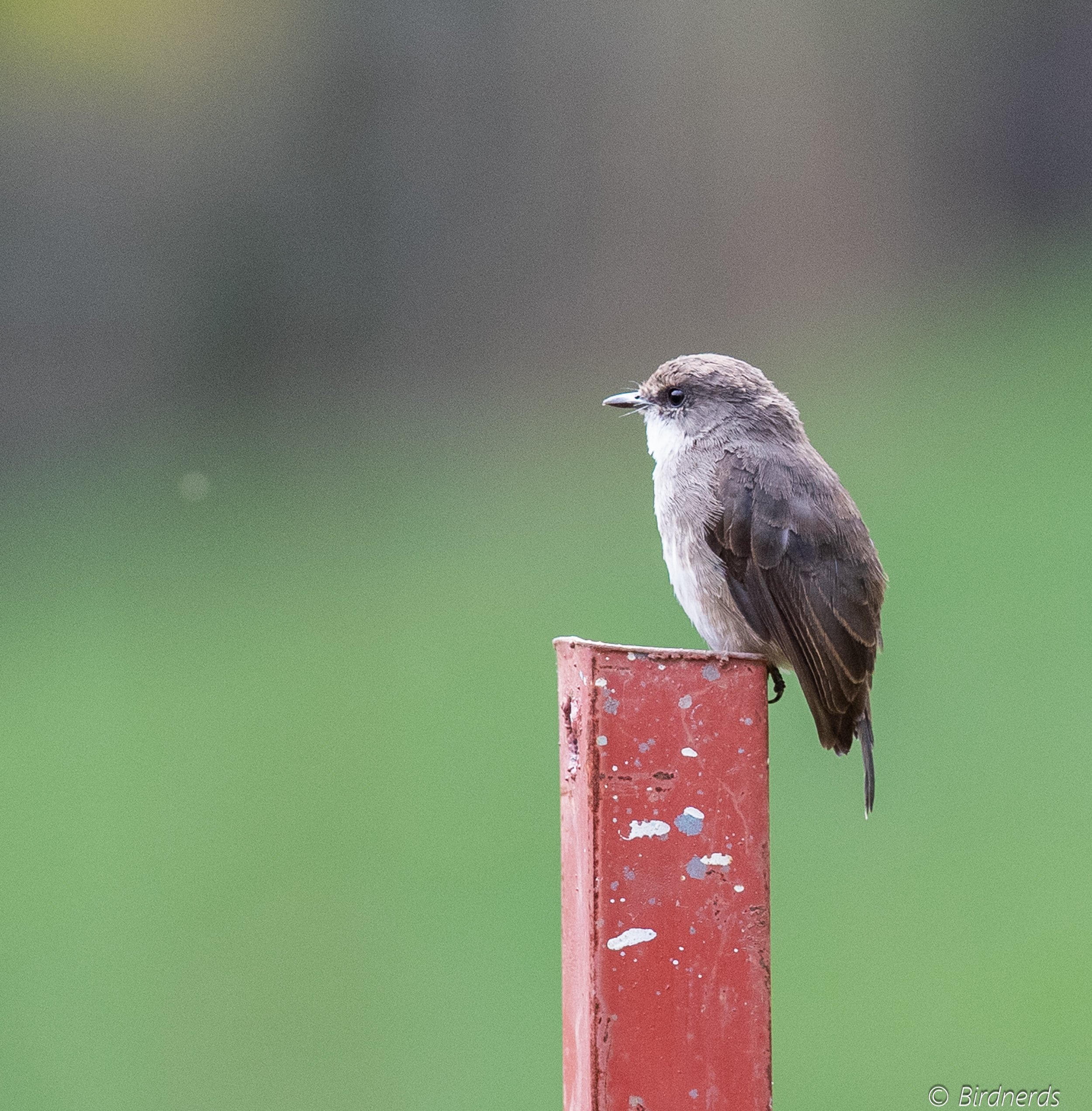 African Grey Fly-catcher, E.Africa