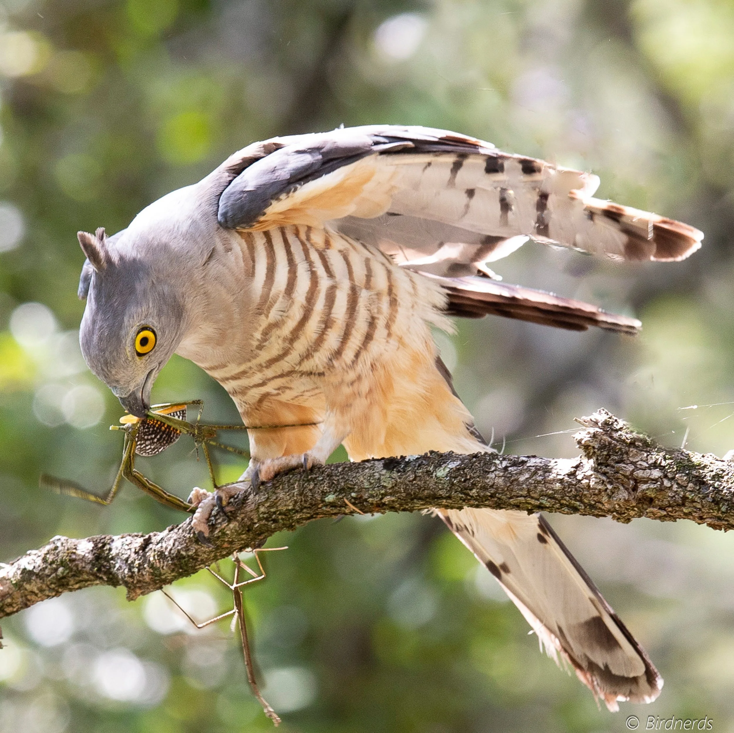 Pacific Baza, Palen Creek, Qld