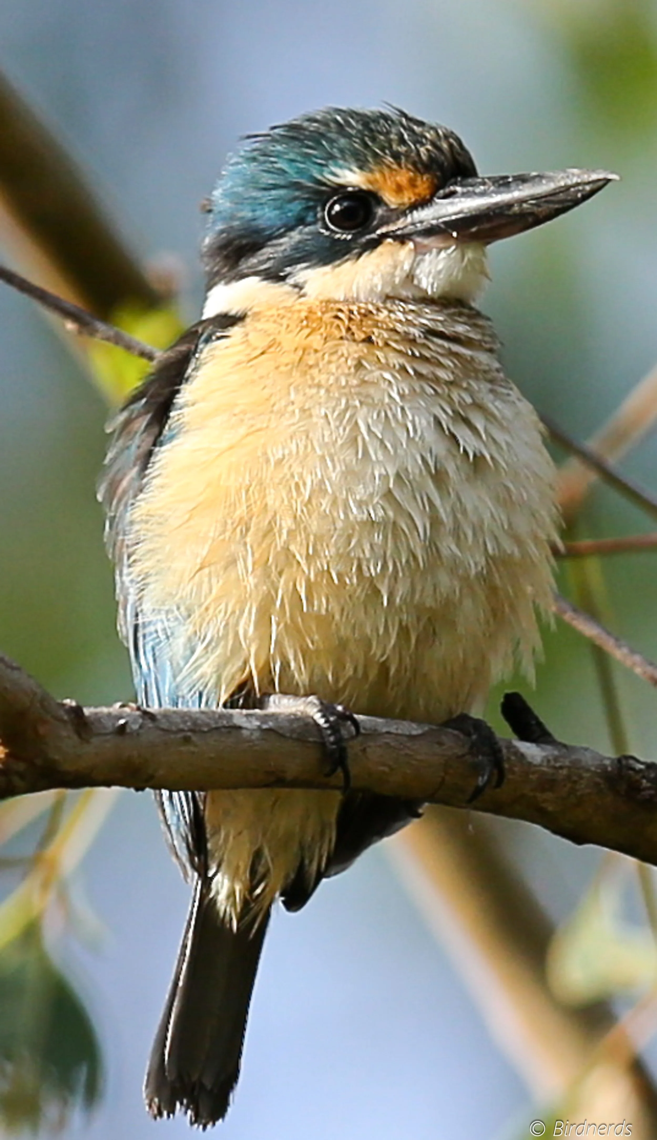 Sacred King-fisher, Qld
