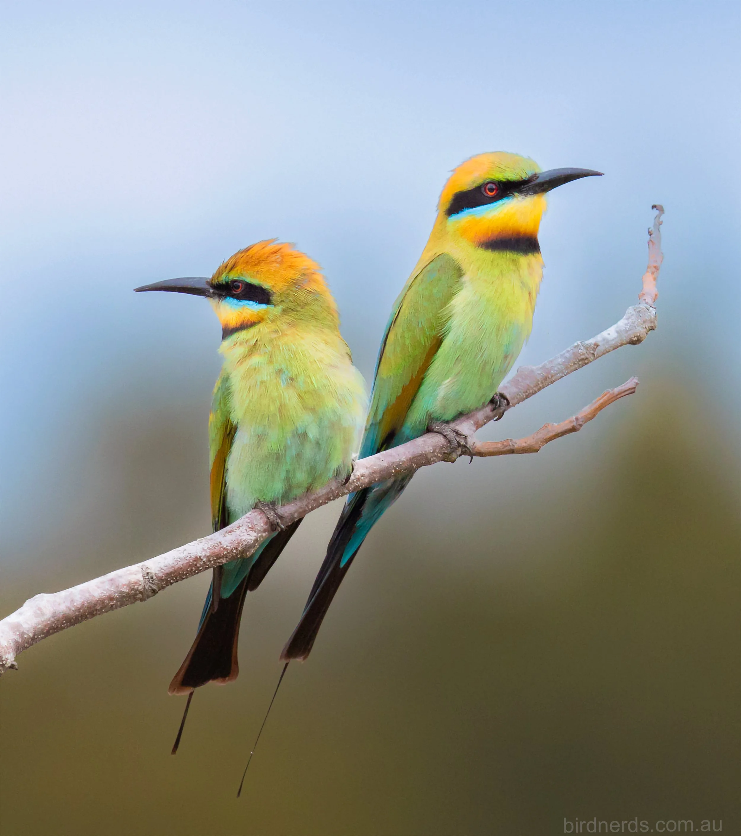 Rainbow Bee-eaters. Byron Bay Wetlands, NSW
