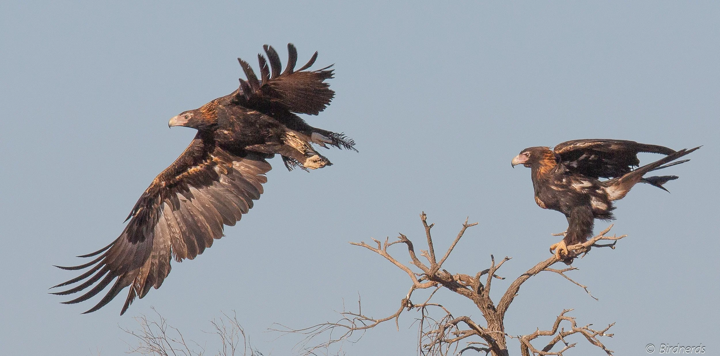 Wedge-tailed Eagles, Flinders Range, WA