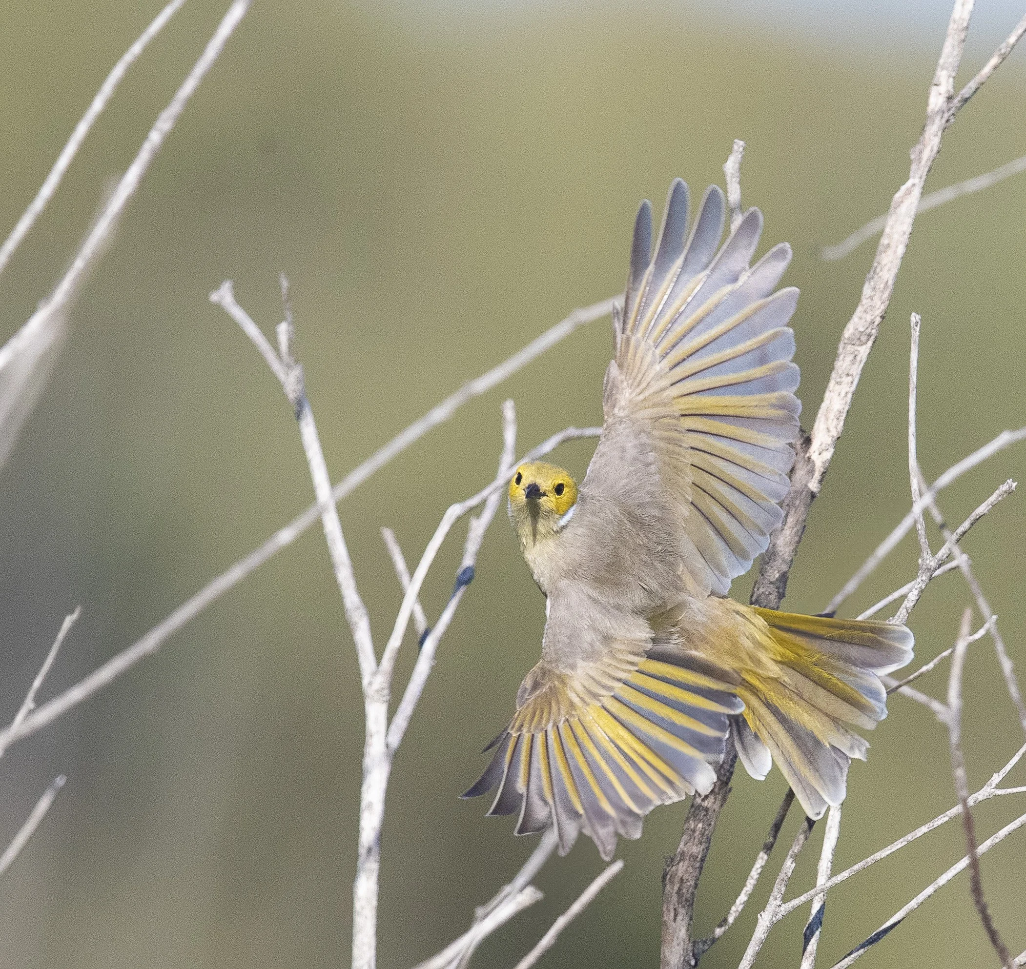 White-plumed Honey Eater, Foxbar Falls, Qld