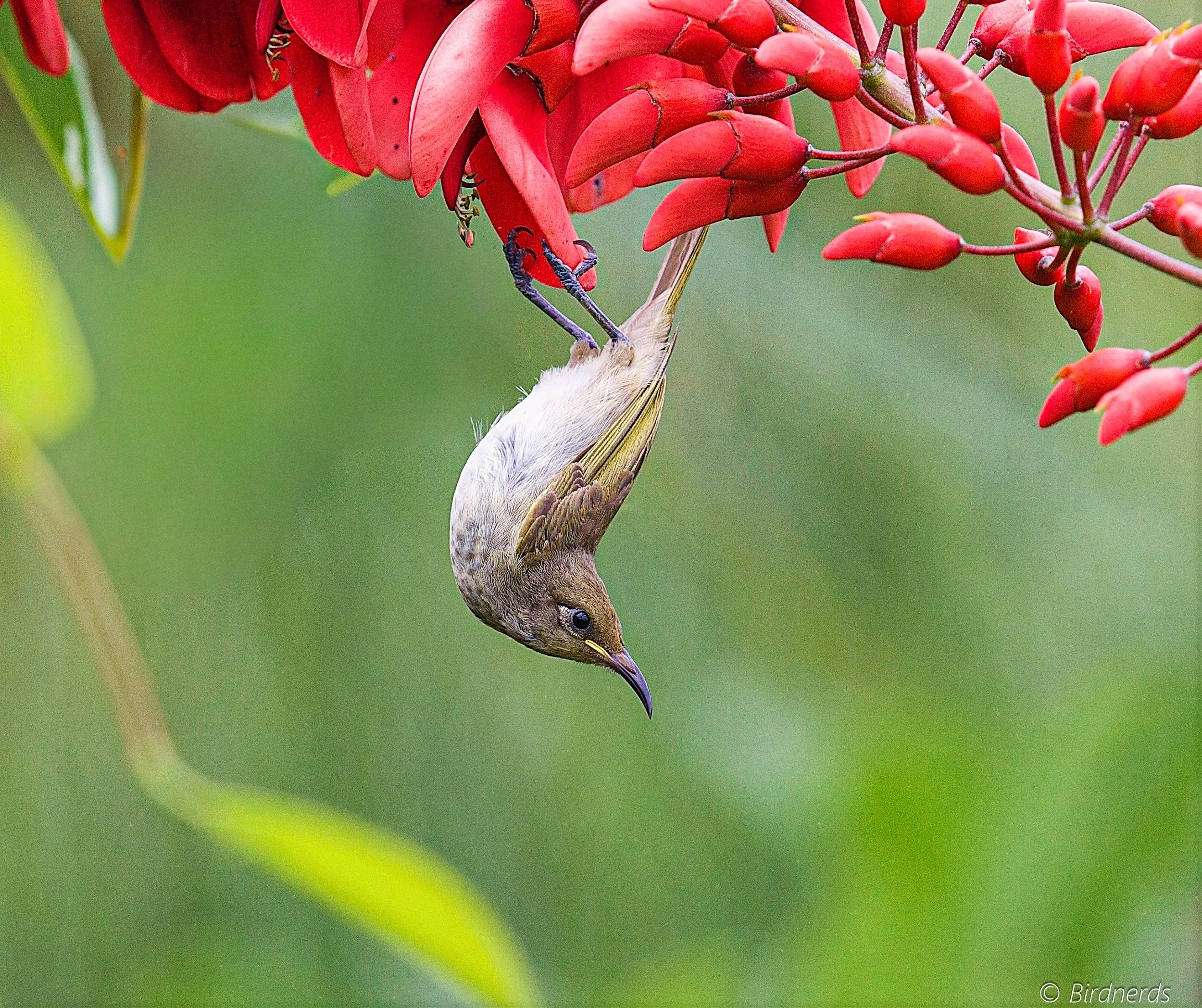 Brown Honeyeater. Oxley Common, Qld