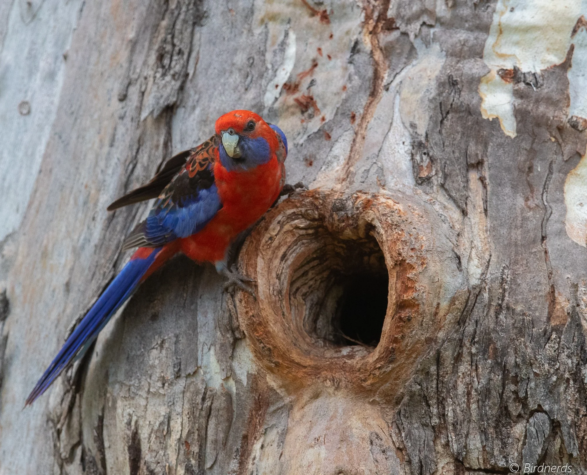 Crimson Rosella. Fox Bar Falls, Qld