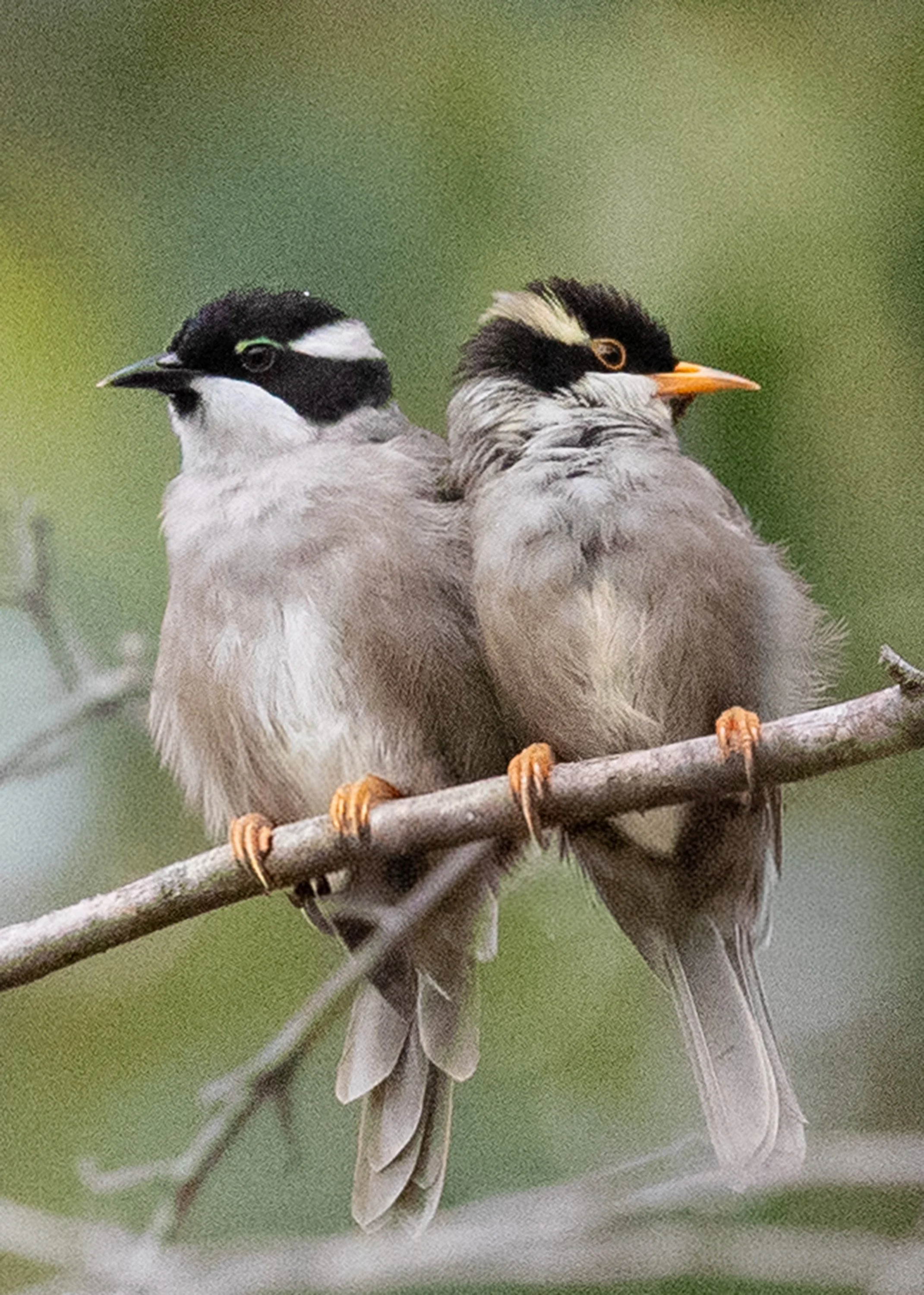 Strong-billed Honeyeaters.Bruny Island, Tas.