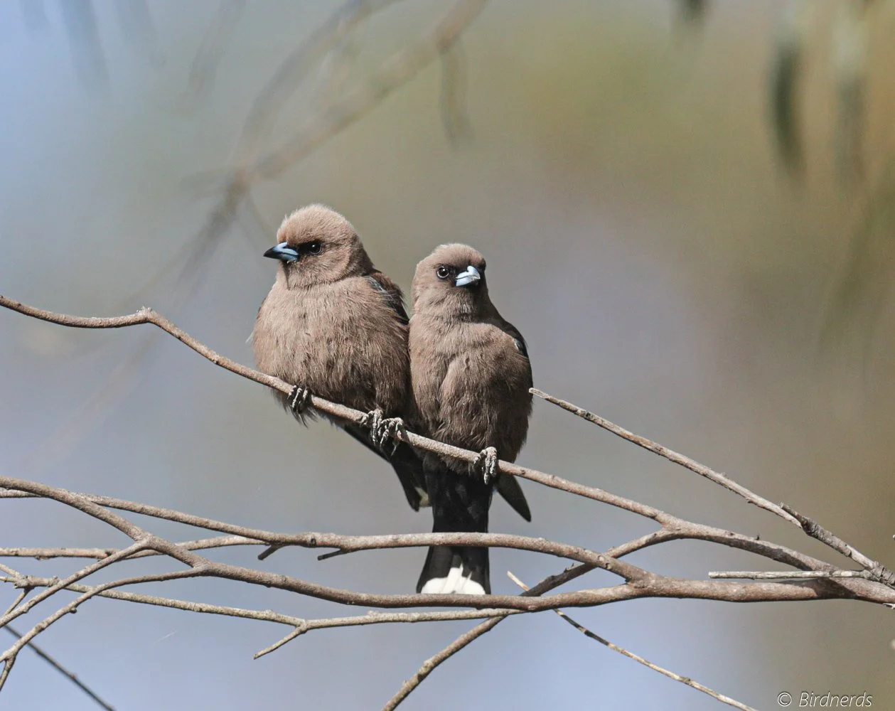 Dusky Woodswallow. Johnstone, Qld