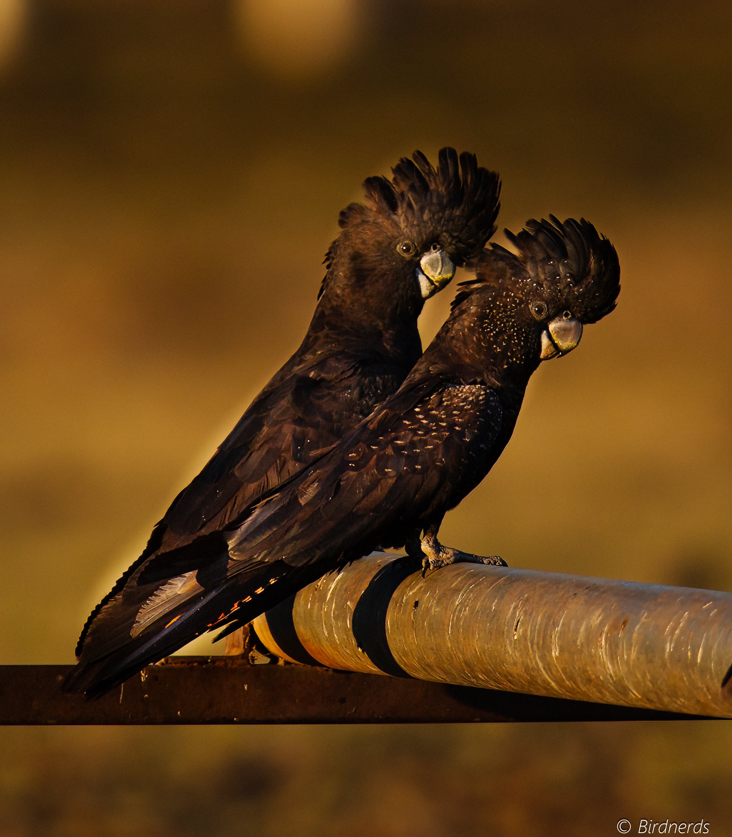 Red-tail Black Cockatoos.  Central Australia.